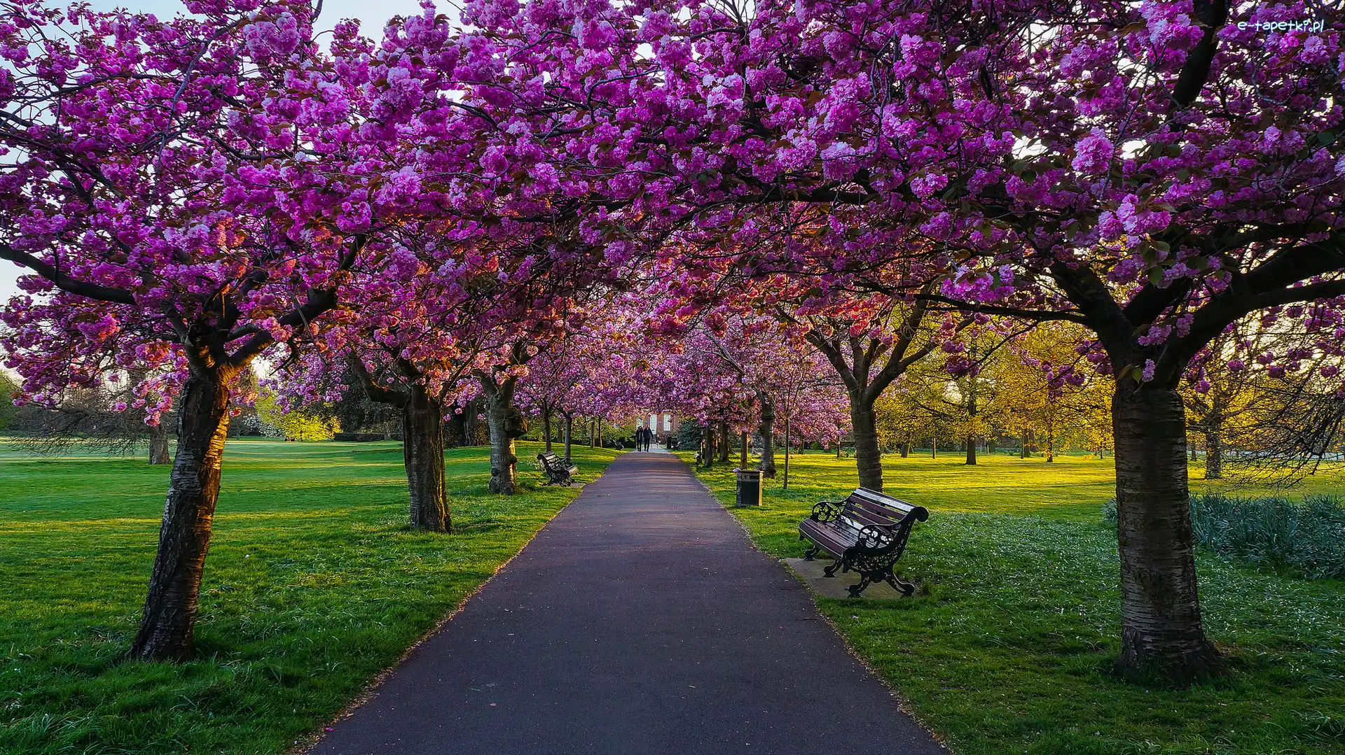 Park Greenwich, Londyn, Wiosna, Drzewa, Królewski, Aleja, Ławki, Anglia