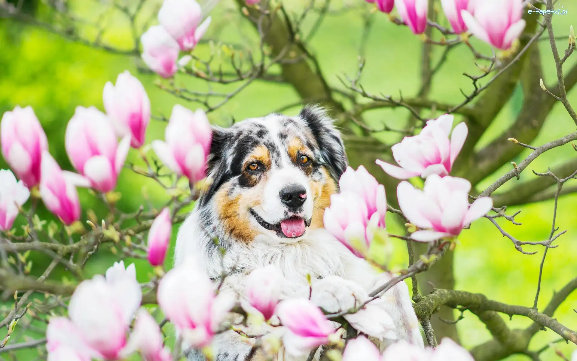 Australian shepherd, Owczarek australijski, Magnolia