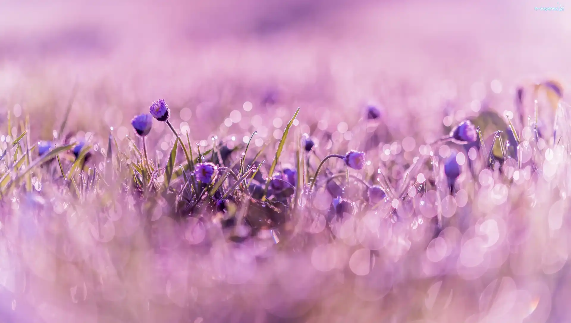 Bokeh, Rozmycie, Stokrotki