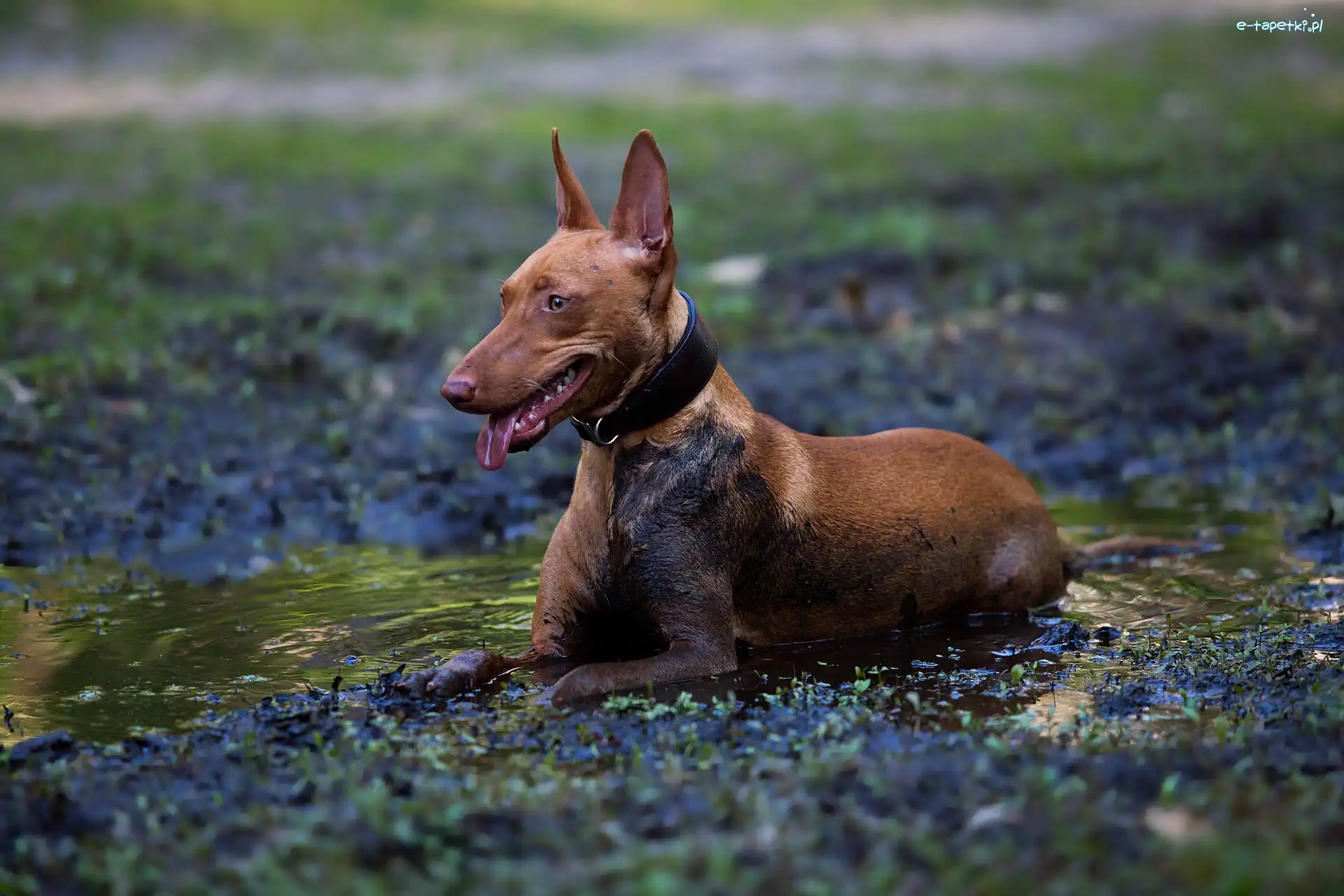 Cirneco dell
