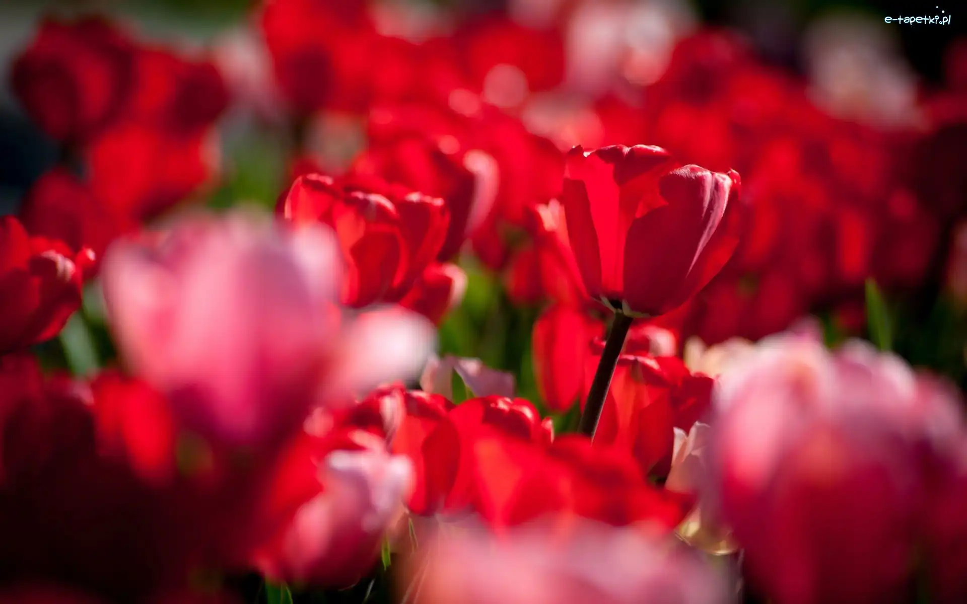 Rozmycie, Tulipany, Czerwone