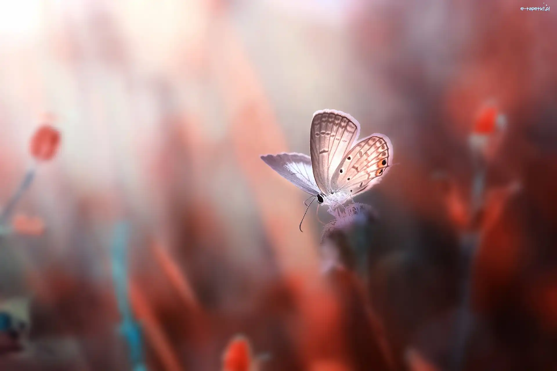 Modraszek ikar, Motyl