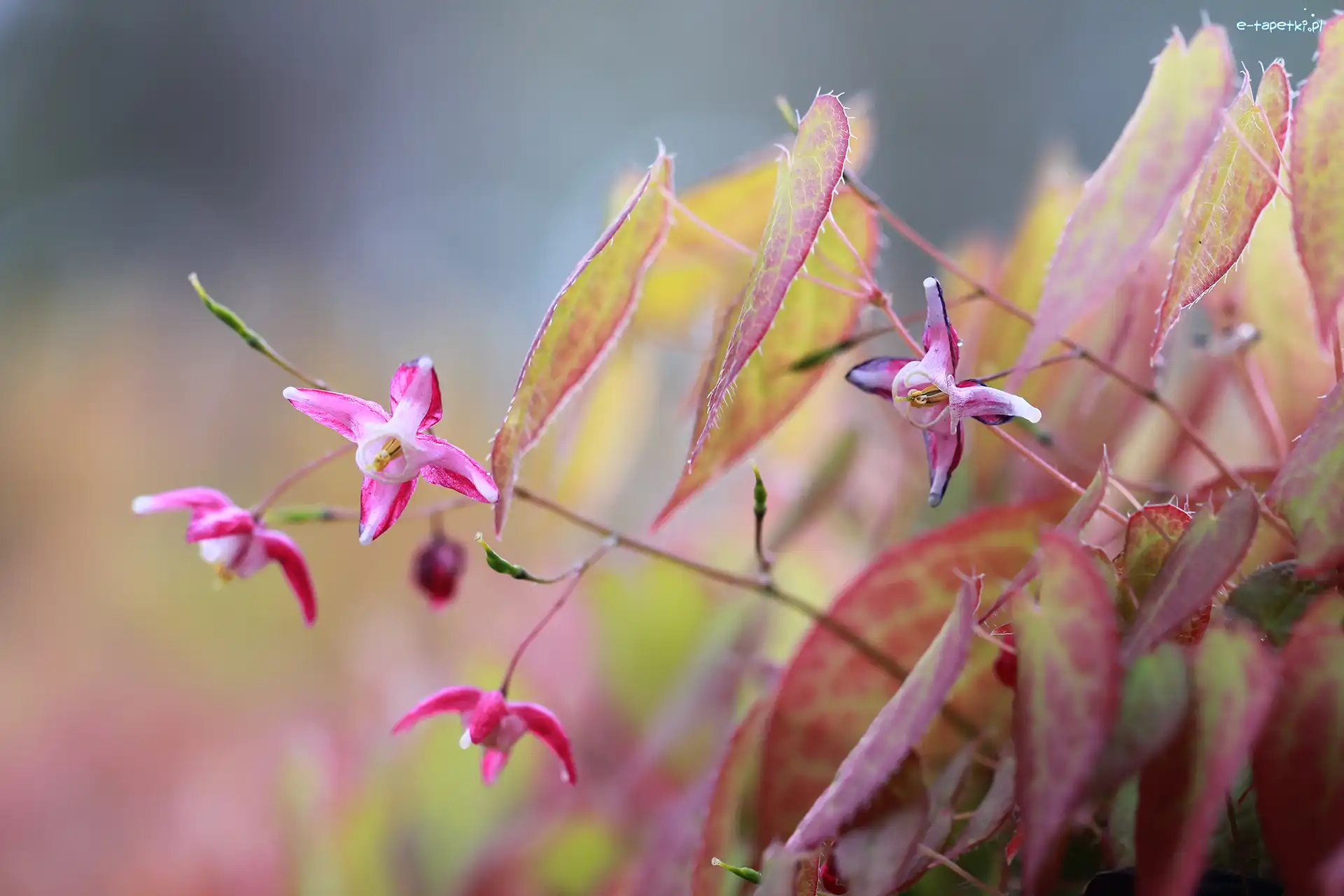 Kwiaty, Różowe, Epimedium