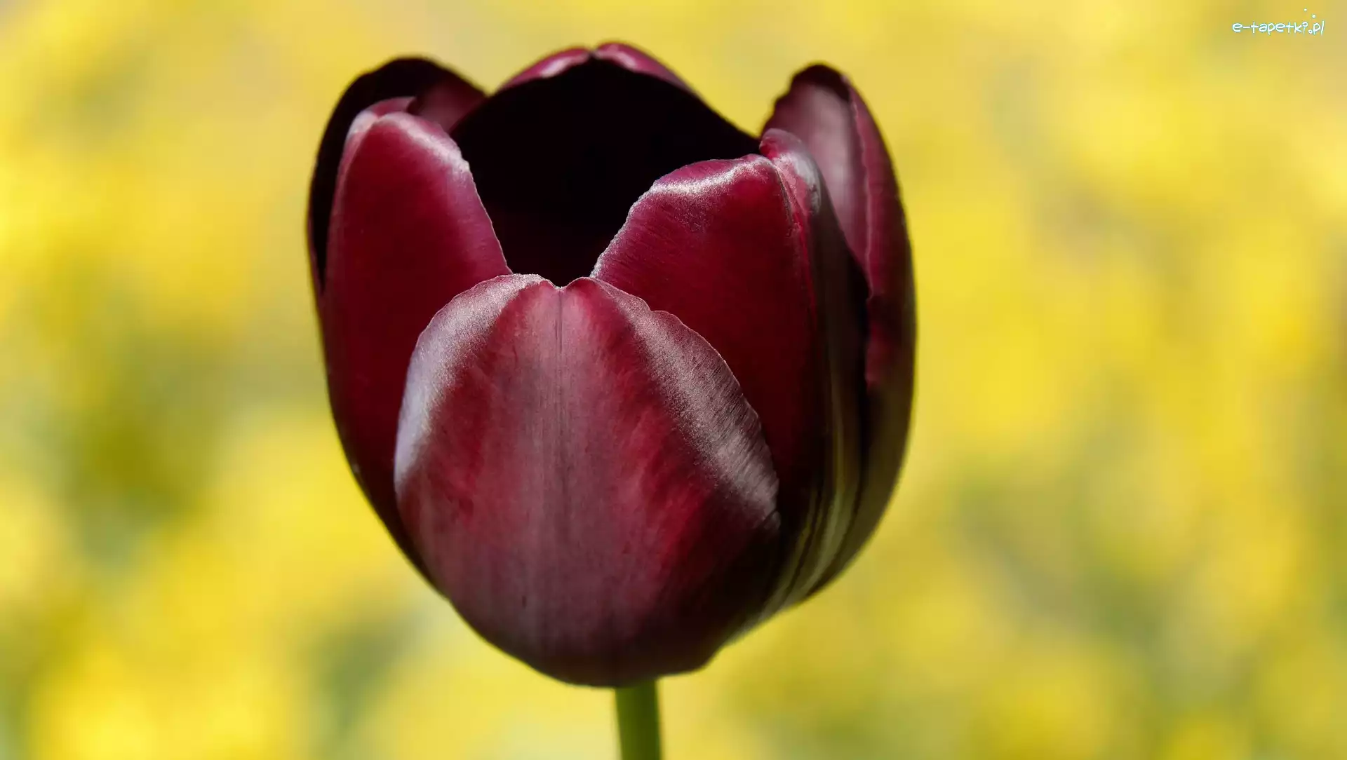 Tulipan, Burgundowy