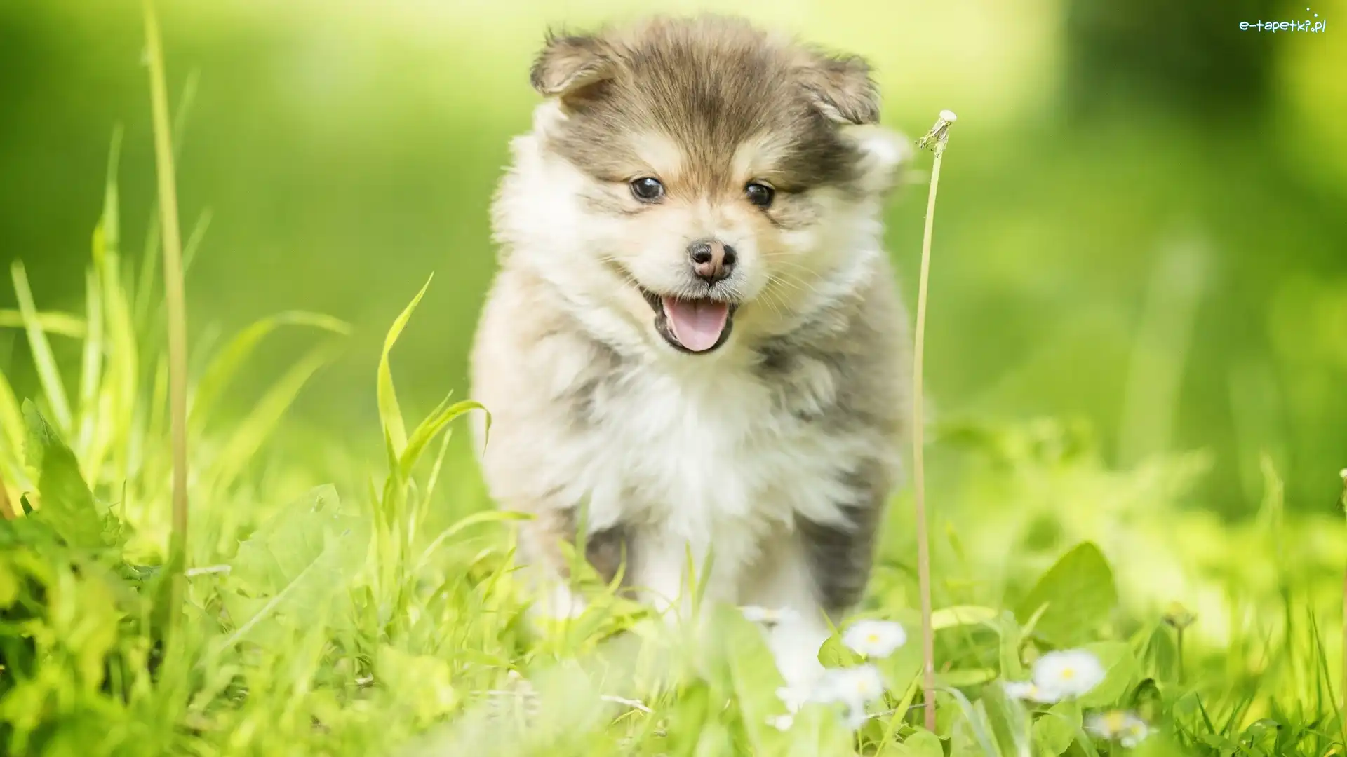 Trawa, Fiński lapphund, Szczeniak