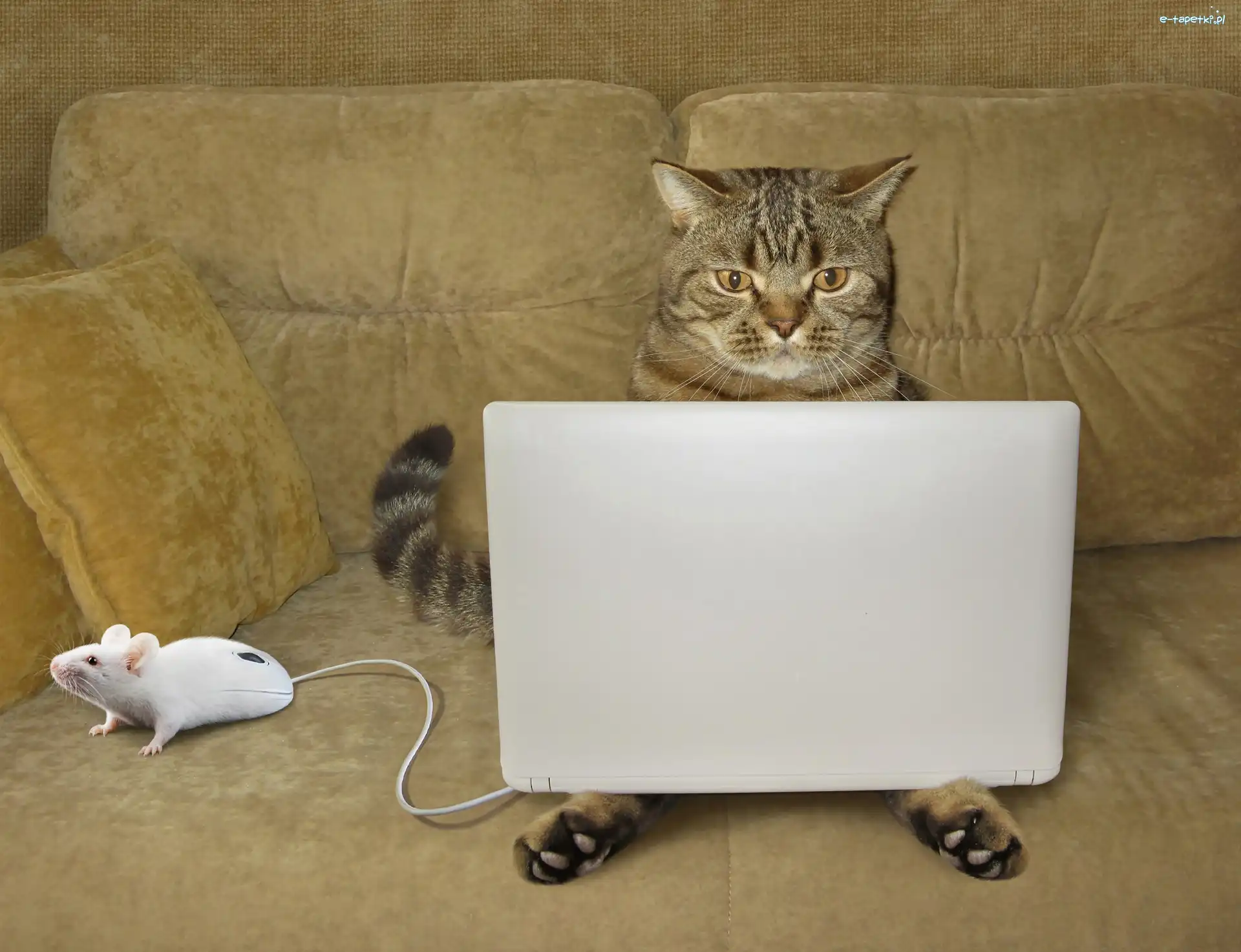 Kot, Myszka, Laptop, Śmieszne, Kanapa