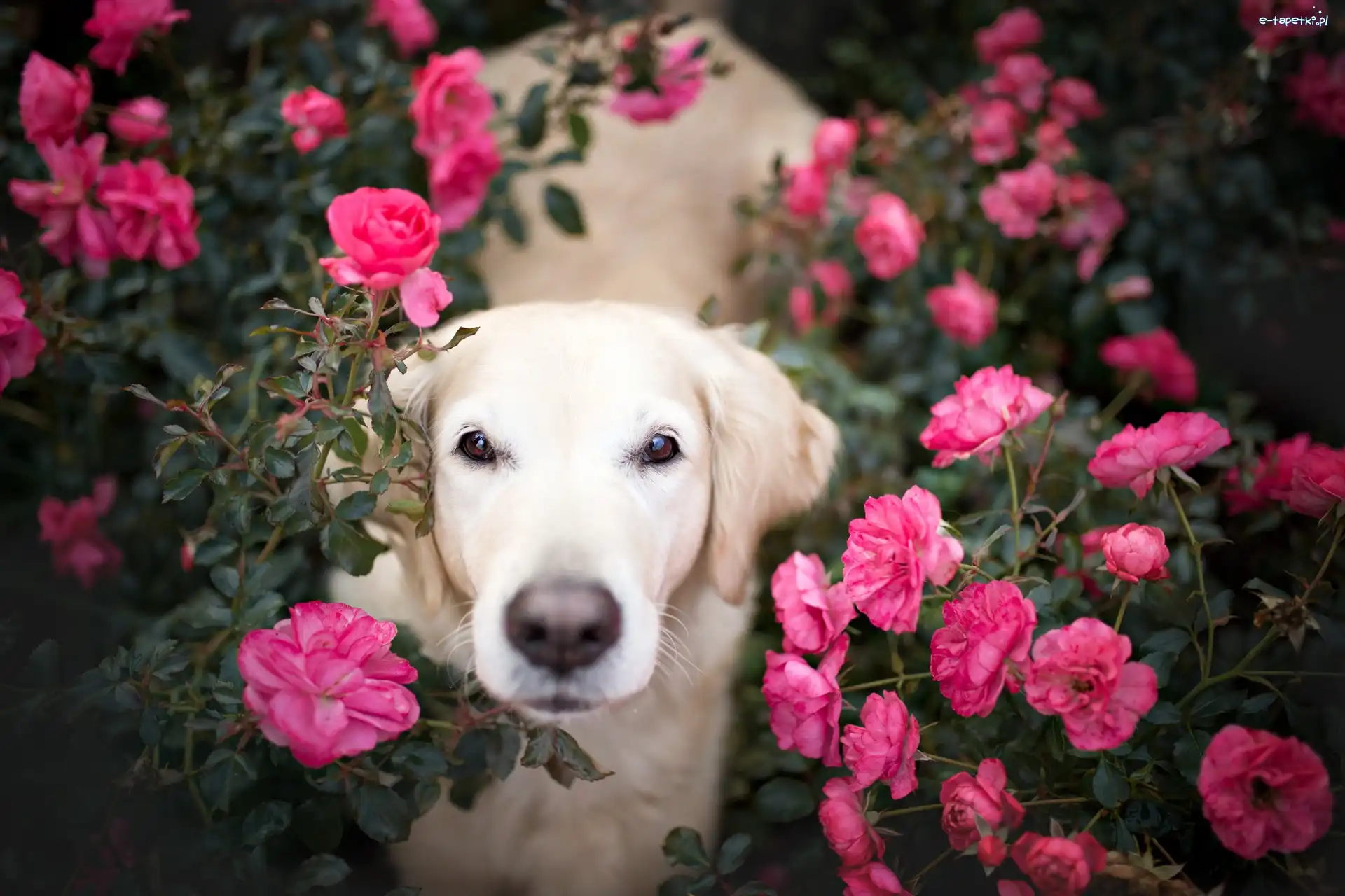 Golden retriever, Róże, Kwiaty, Pies