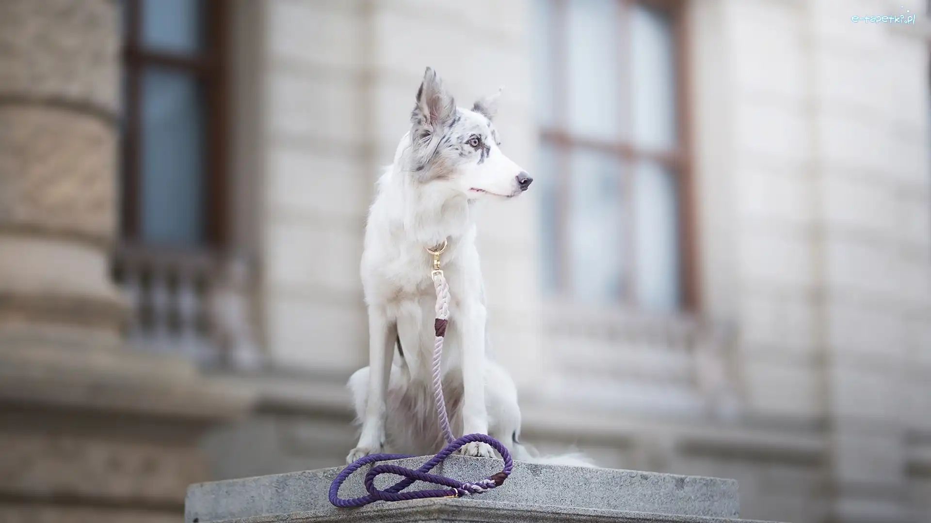 Border collie, Smycz, Murek, Pies