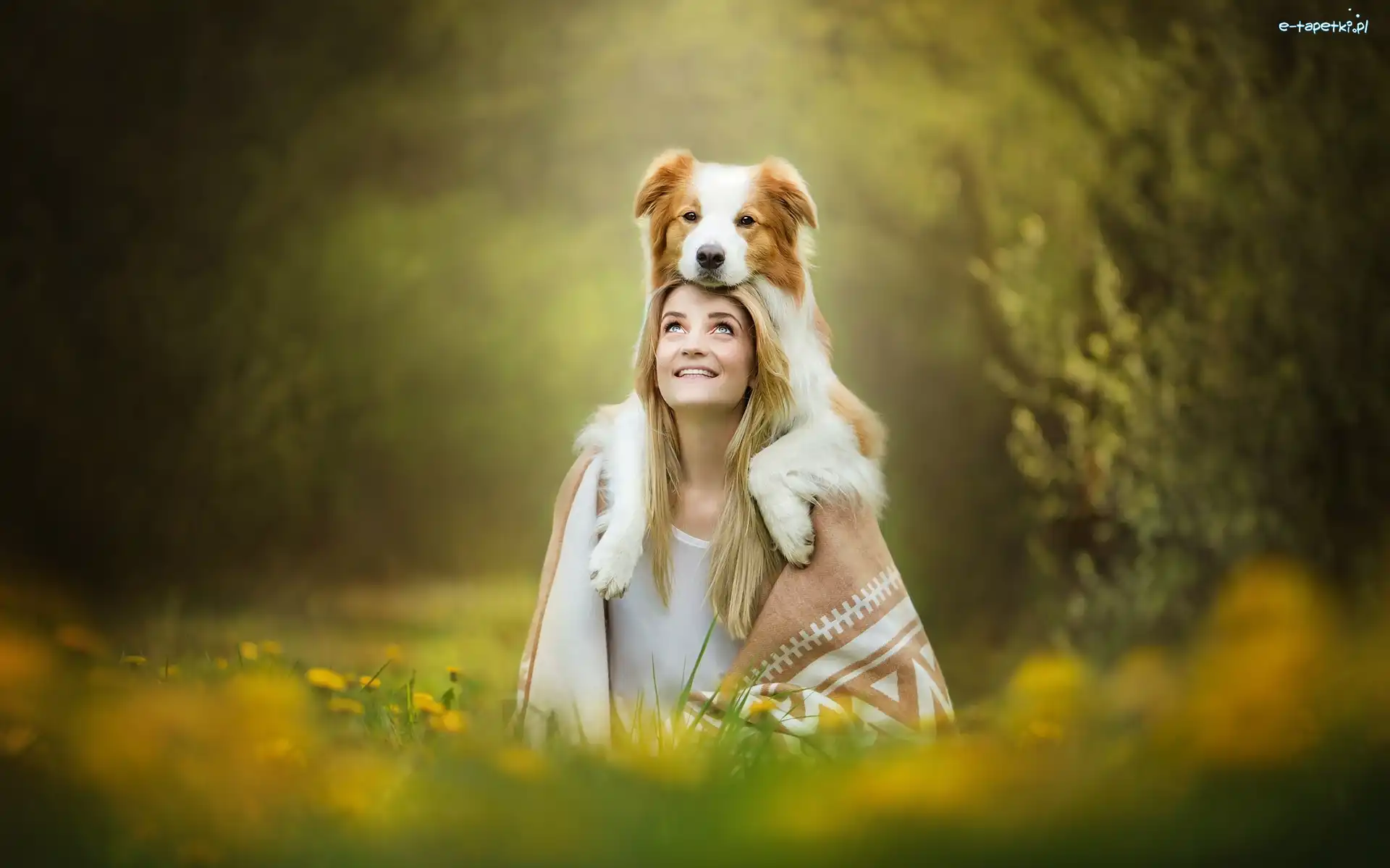 Rozmyte, Border collie, Łąka, Tło, Pies, Kobieta