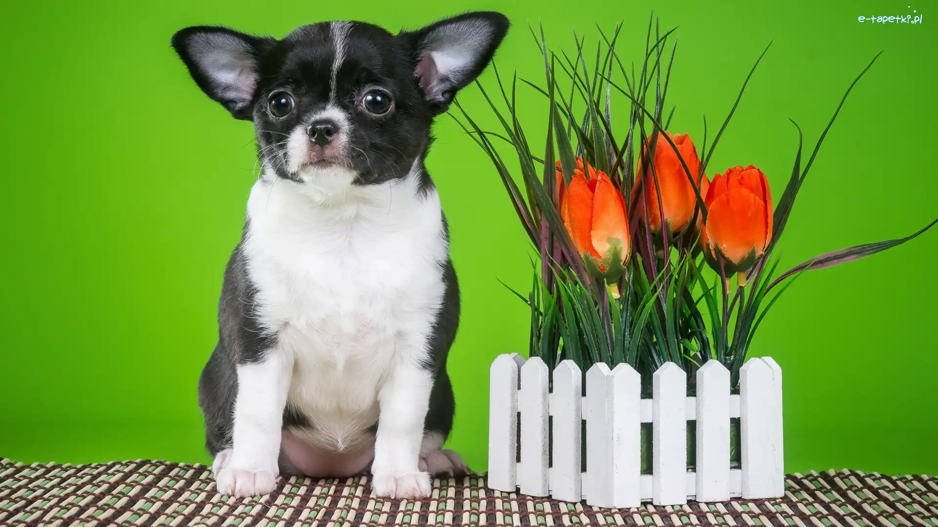 Płotek, Tulipany, Chihuahua krótkowłosa