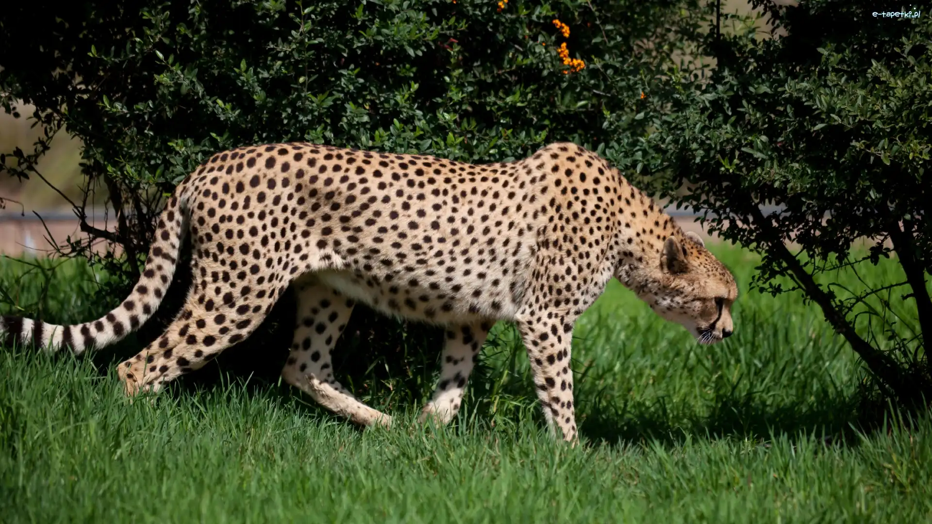 Drzewa, Polowanie, Łąka, Gepard