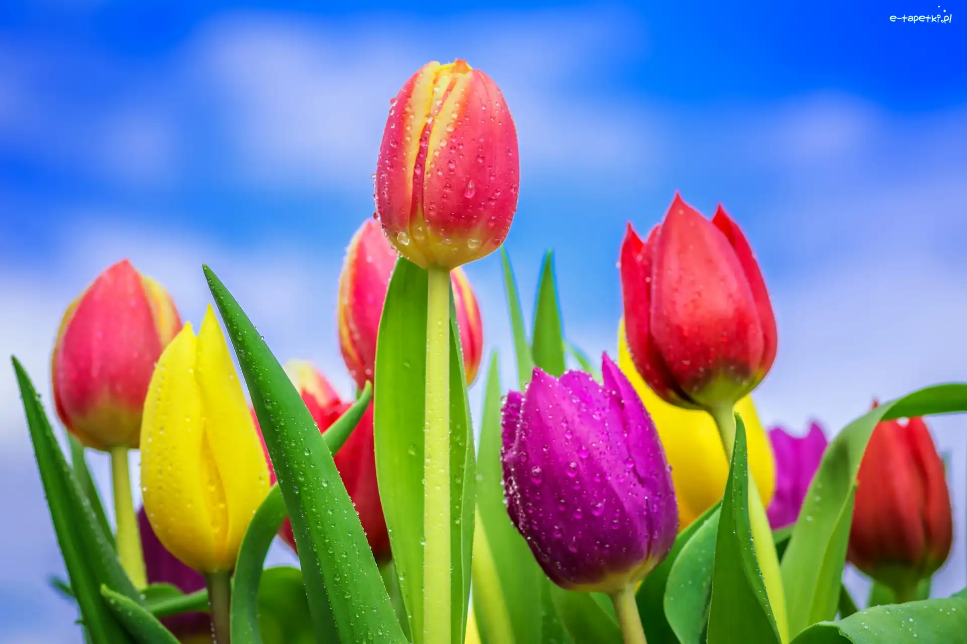 Krople, Tulipany, Kolorowe