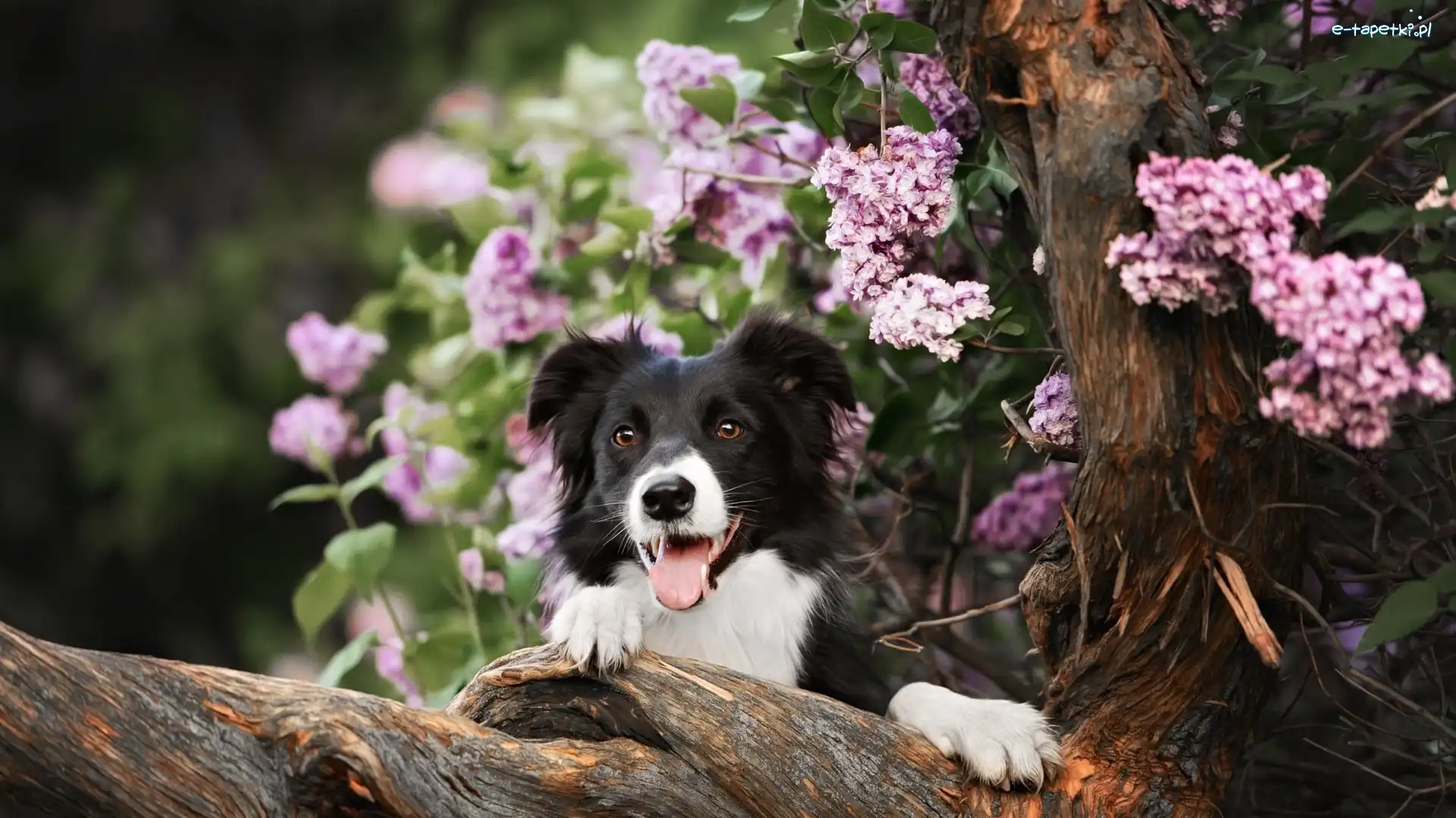 Konar, Bez, Border collie