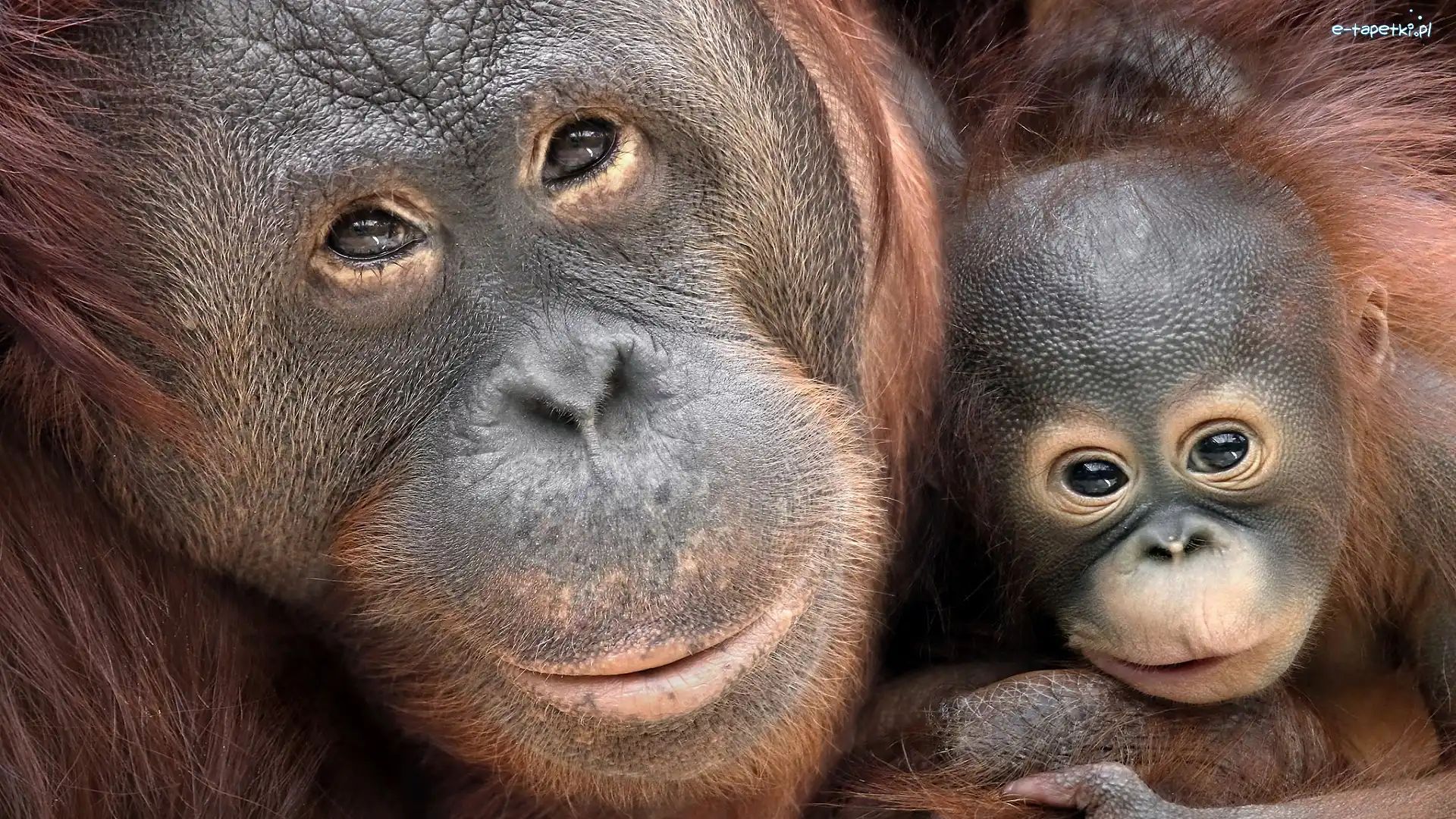 Młode, Orangutan