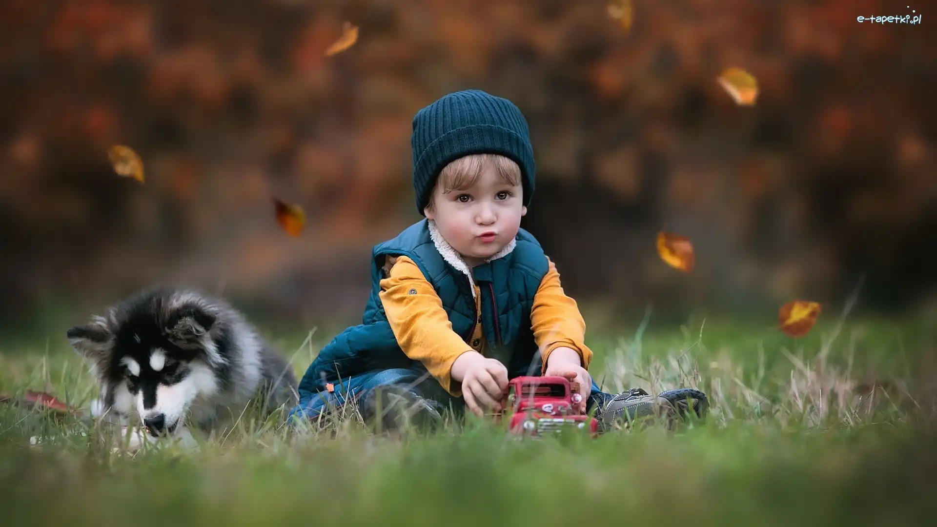 Trawa, Chłopczyk, Jesień, Szczeniak, Samochodzik, Pies, Alaskan Malamute, Dziecko, Zabawka, Liście