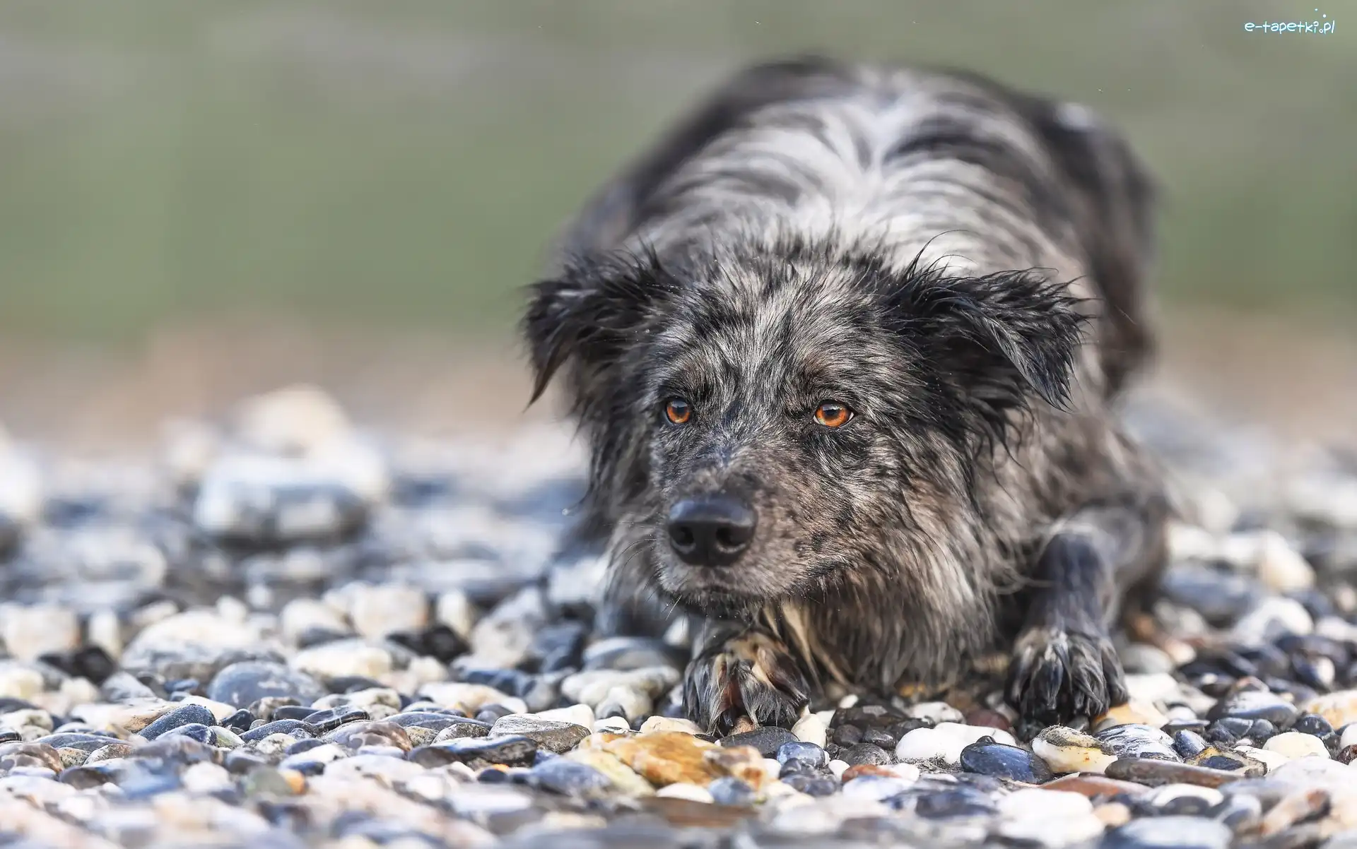 Kamienie
, Border collie, Pies