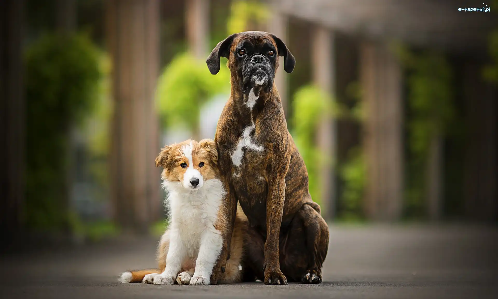 Border collie, Bokser, Szczeniak, Psy