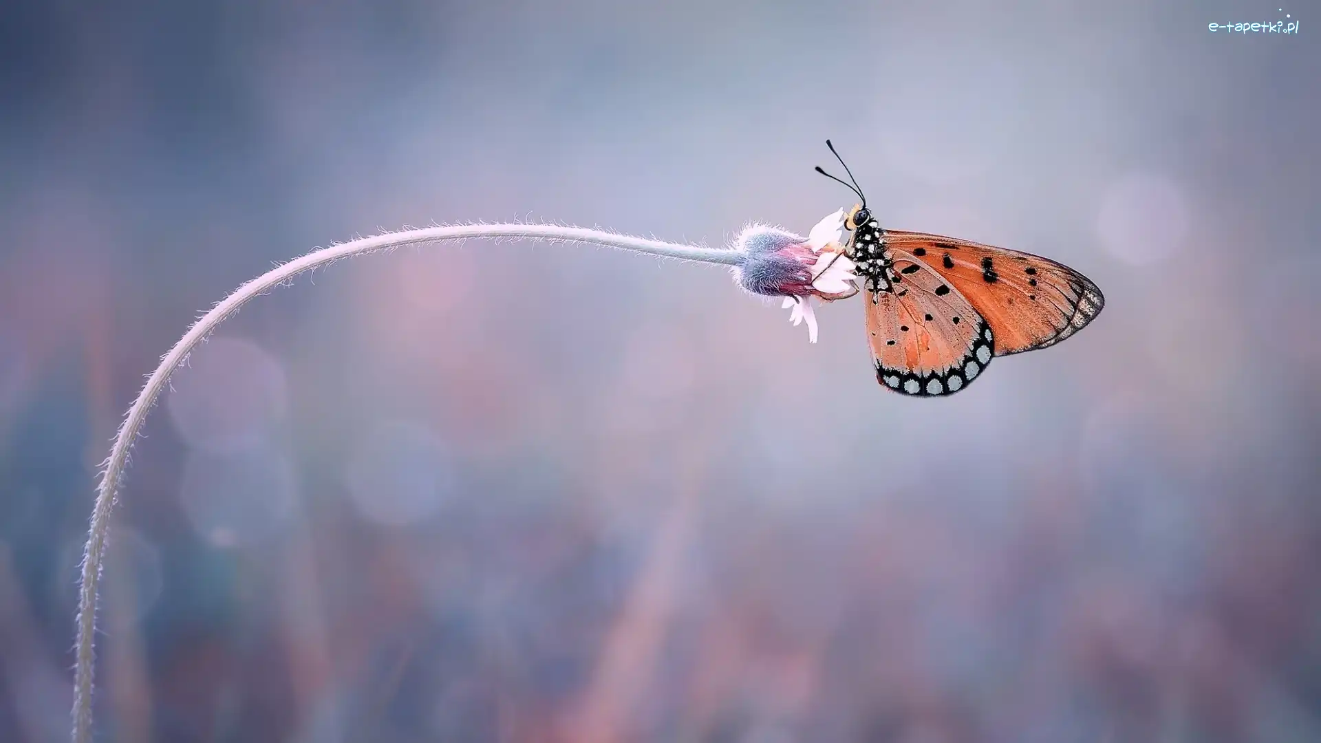 Motyl, Kwiatek