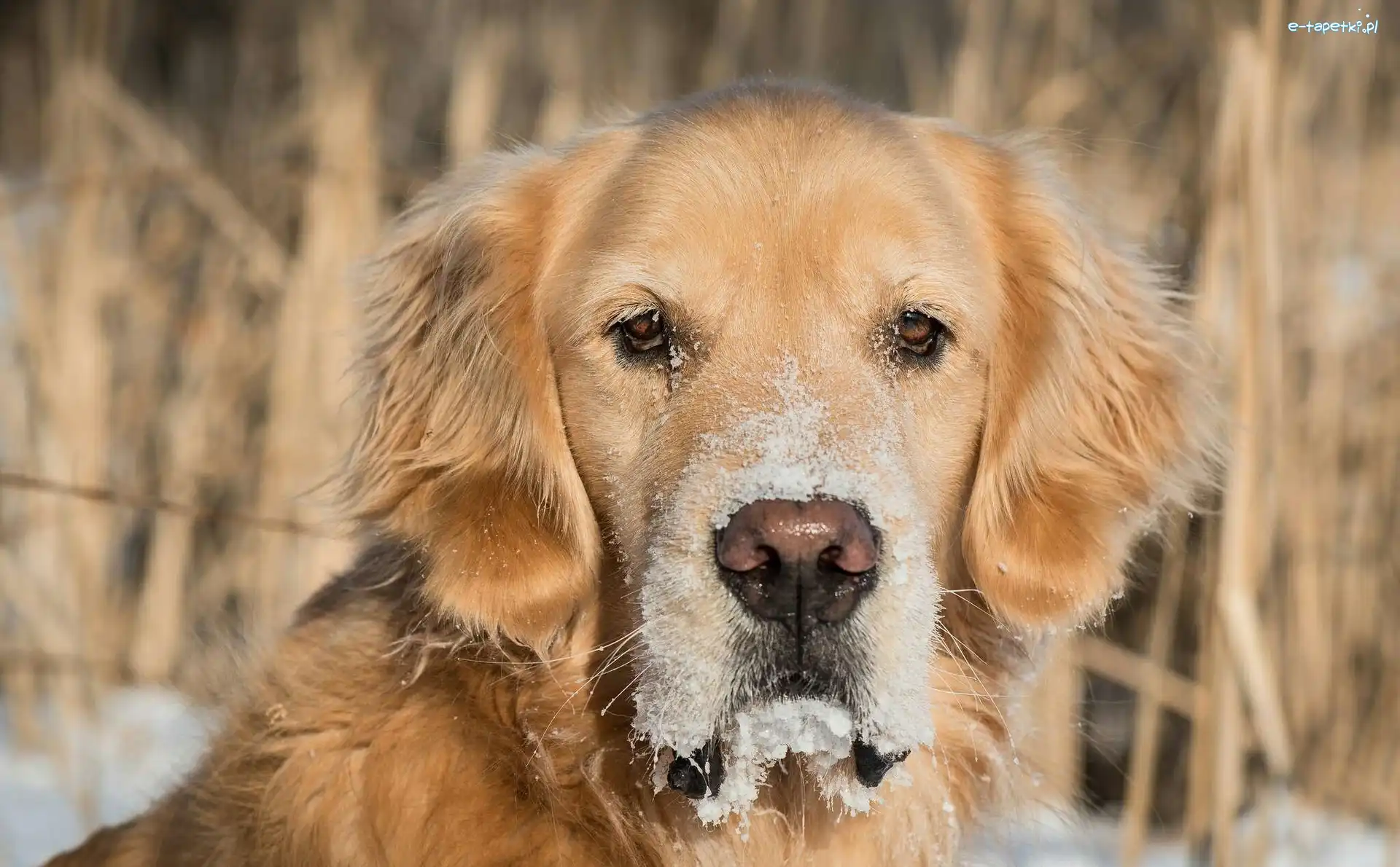 Mordka, Golden retriever, Pies