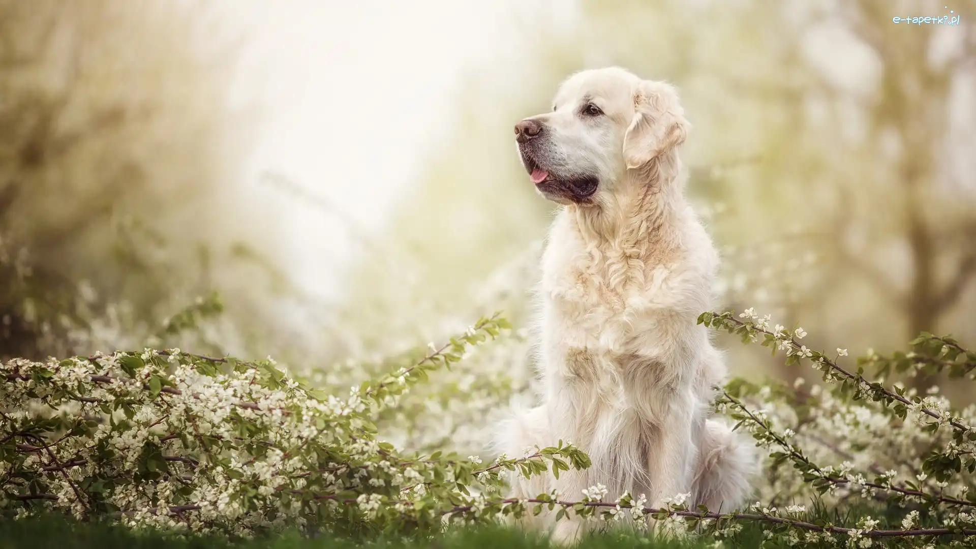 Golden retriever, Kwiaty, Gałązki, Pies