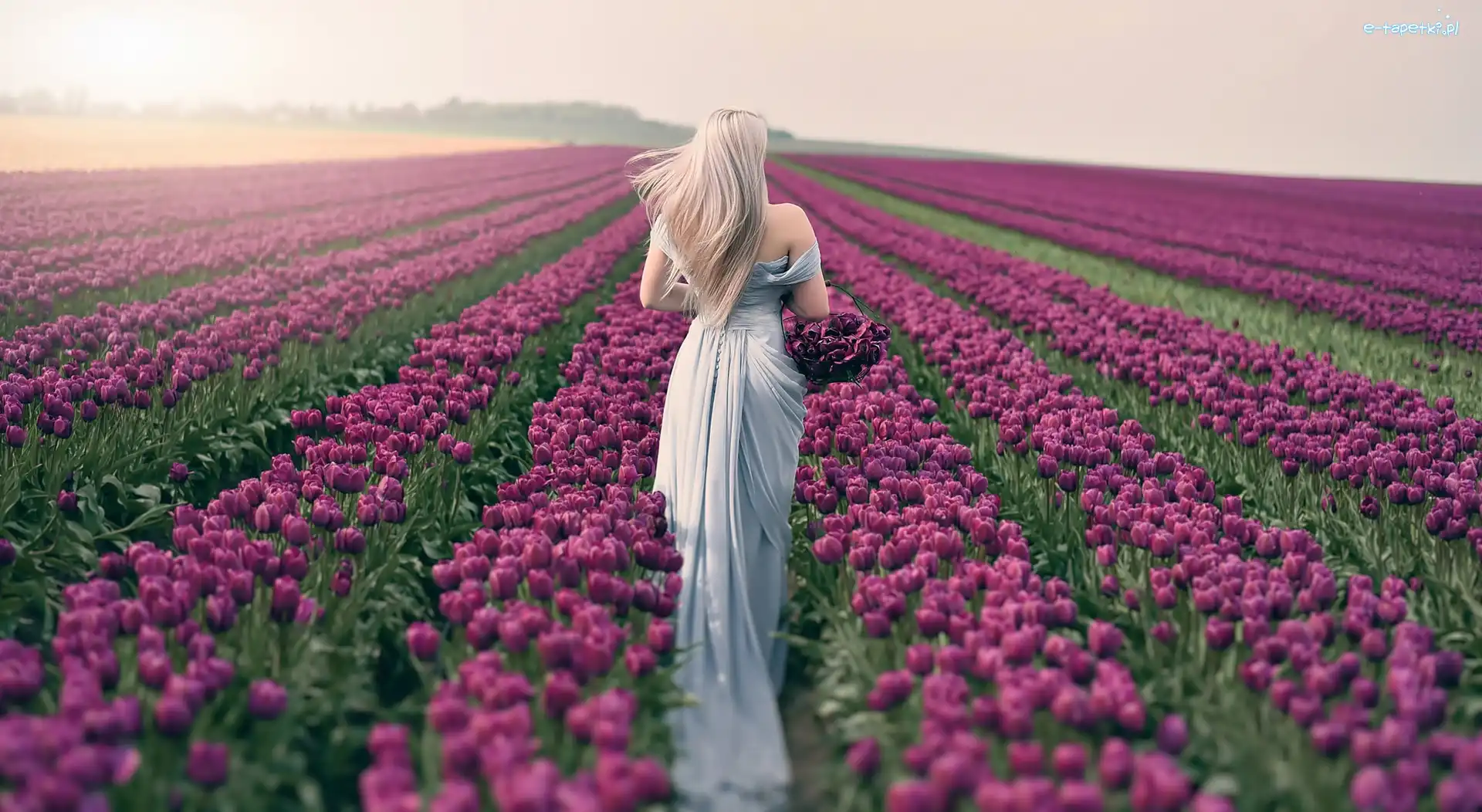 Pole tulipanów, Blondynka, Kobieta