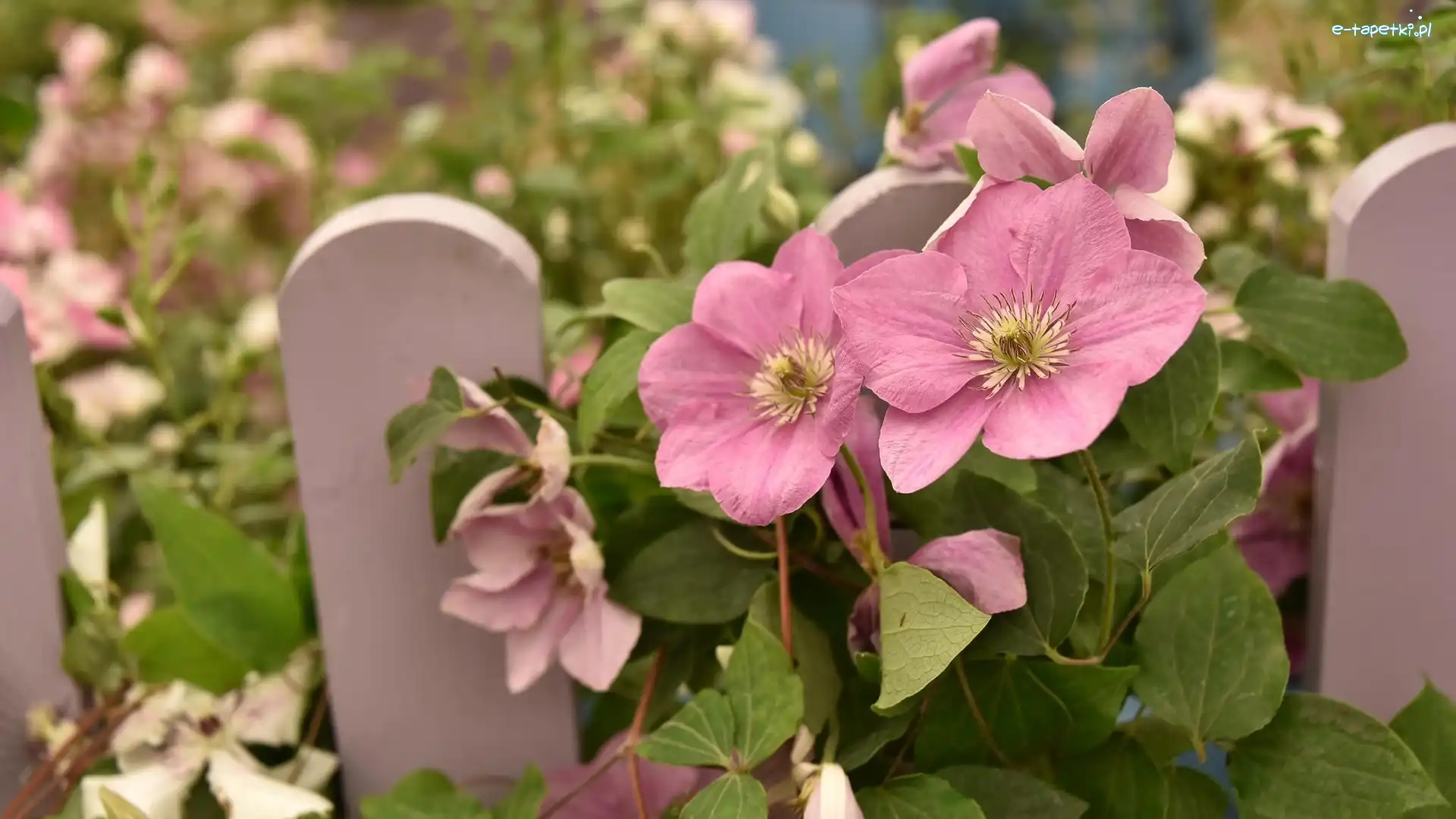Rozmyte, Clematis, Płotek, Tło, Kwiaty, Różowe