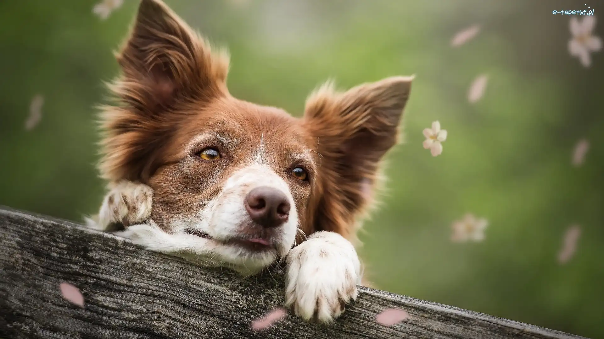 Deska, Border collie, Tło, Rozmyte, Drewniana, Kwiatki, Płatki, Pies