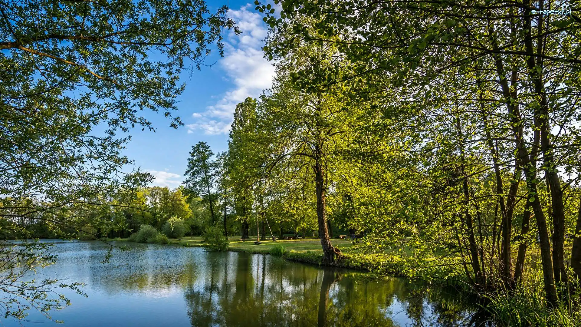 Drzewa, Jezioro Bobovica, Chorwacja