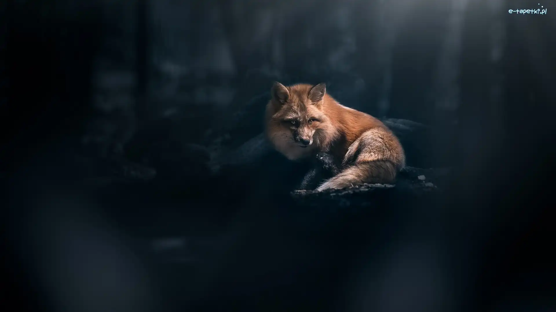 Ciemne tło, Lis