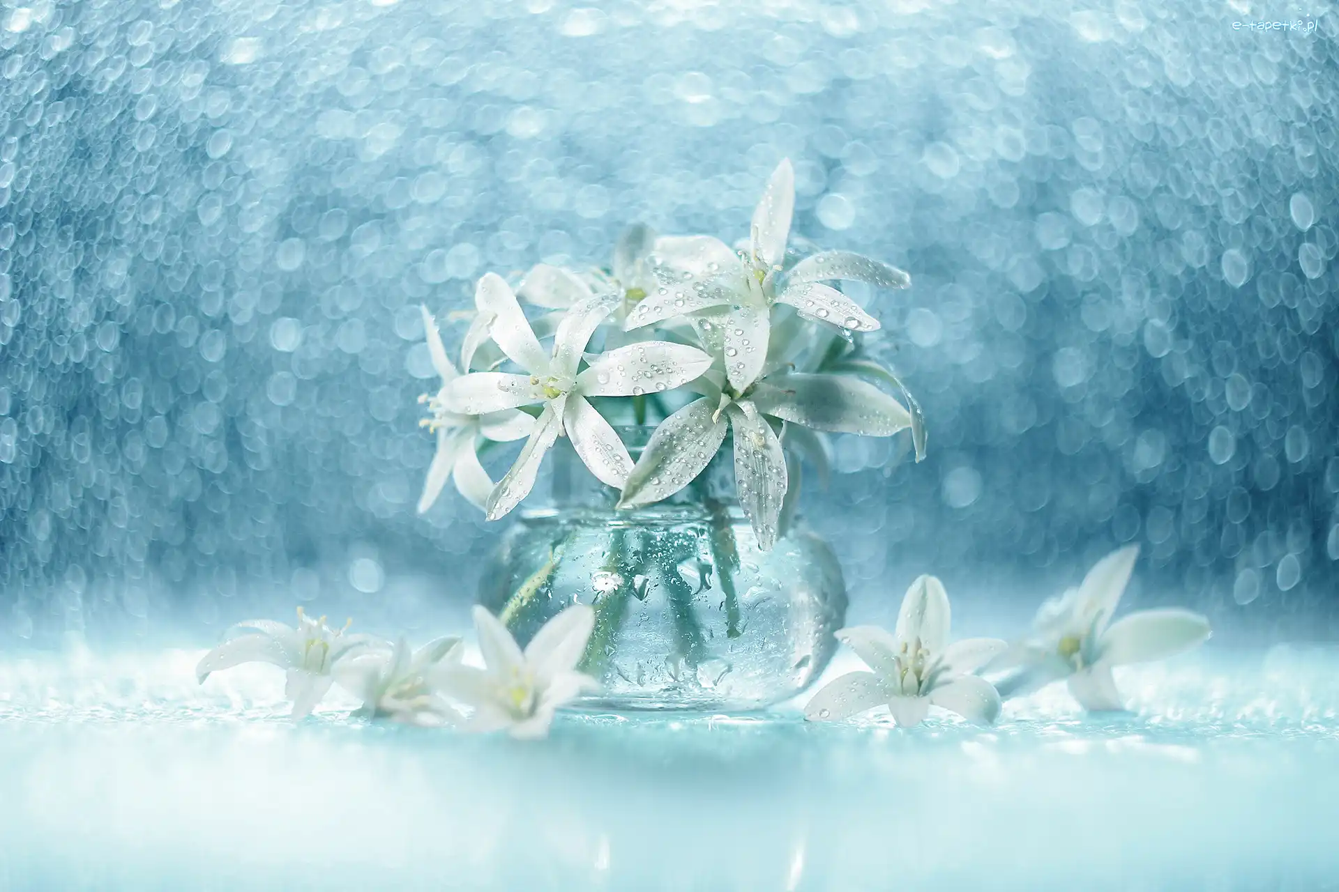 Śniedek, Kwiaty, Białe, Bokeh, Wazonik