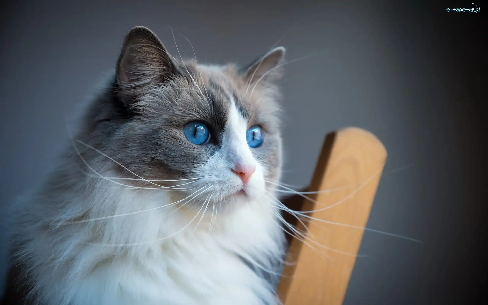 Kot, Ragdoll