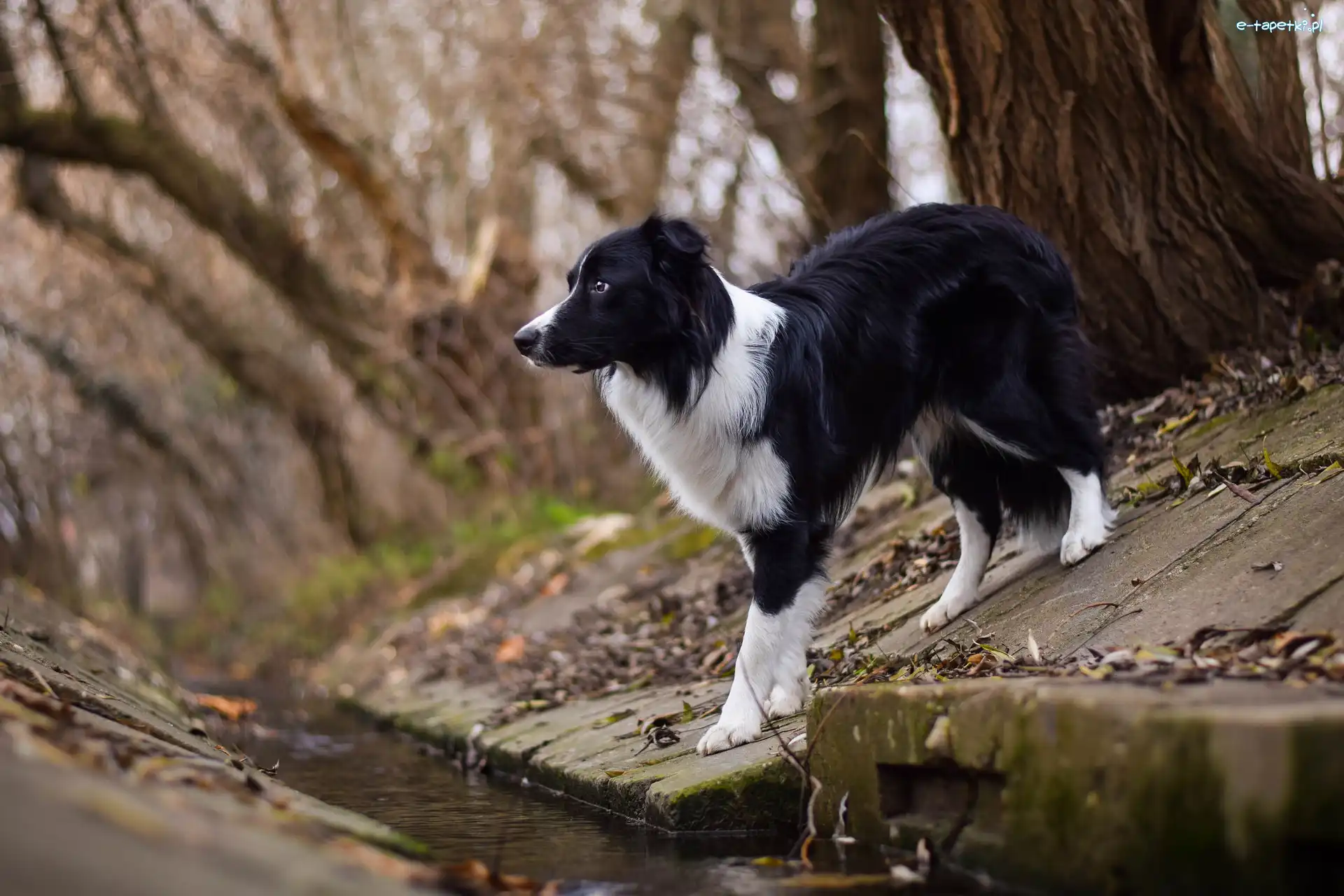 Strumyk, Border collie, Pies, Koryto