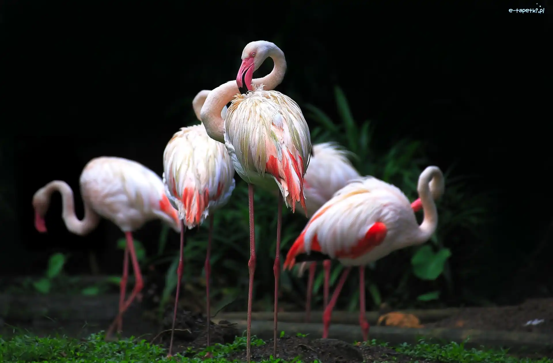 Rośliny, Flamingi