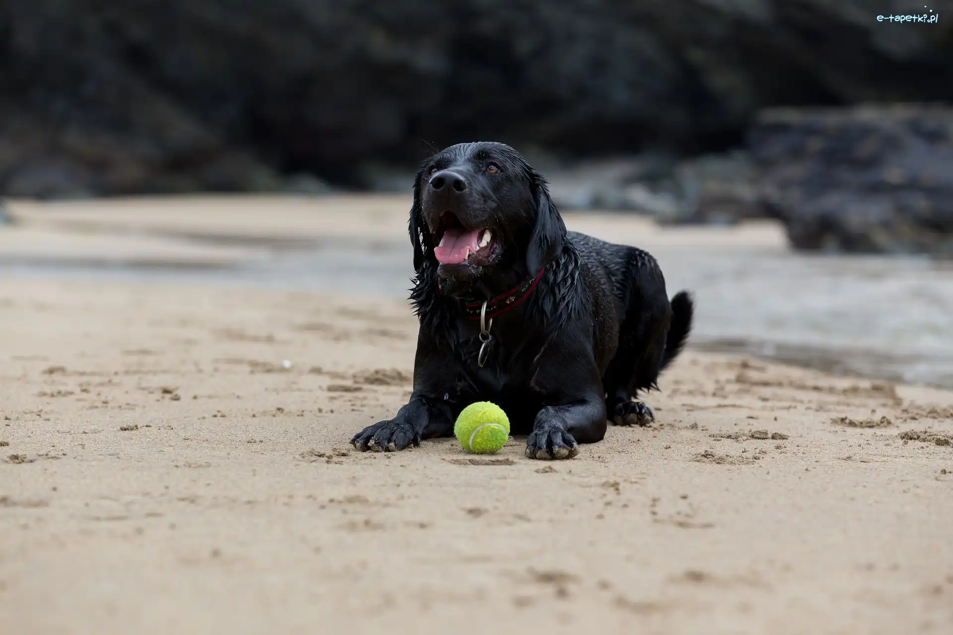Labrador retriever, Plaża, Piłeczka, Czarny
