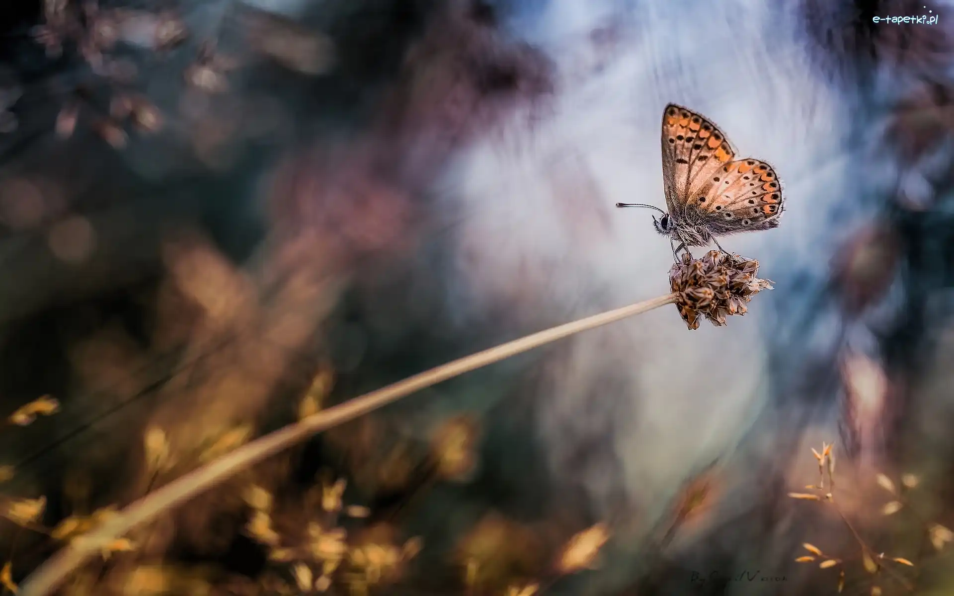 Motyl, Źdźbło, Modraszek artakserkses, Trawa, Roślina