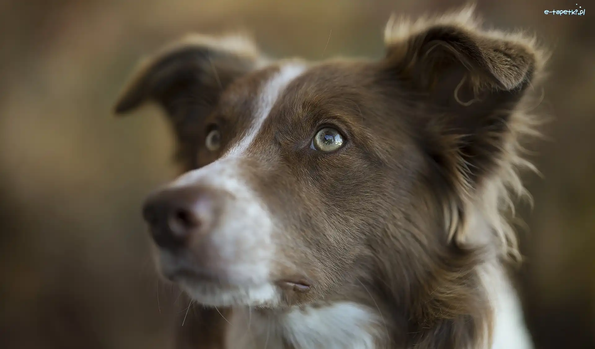 Głowa, Border collie, Pies