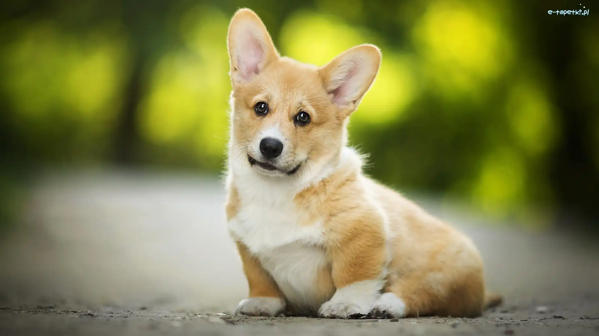 Welsh corgi pembroke, Szczeniak, Pies