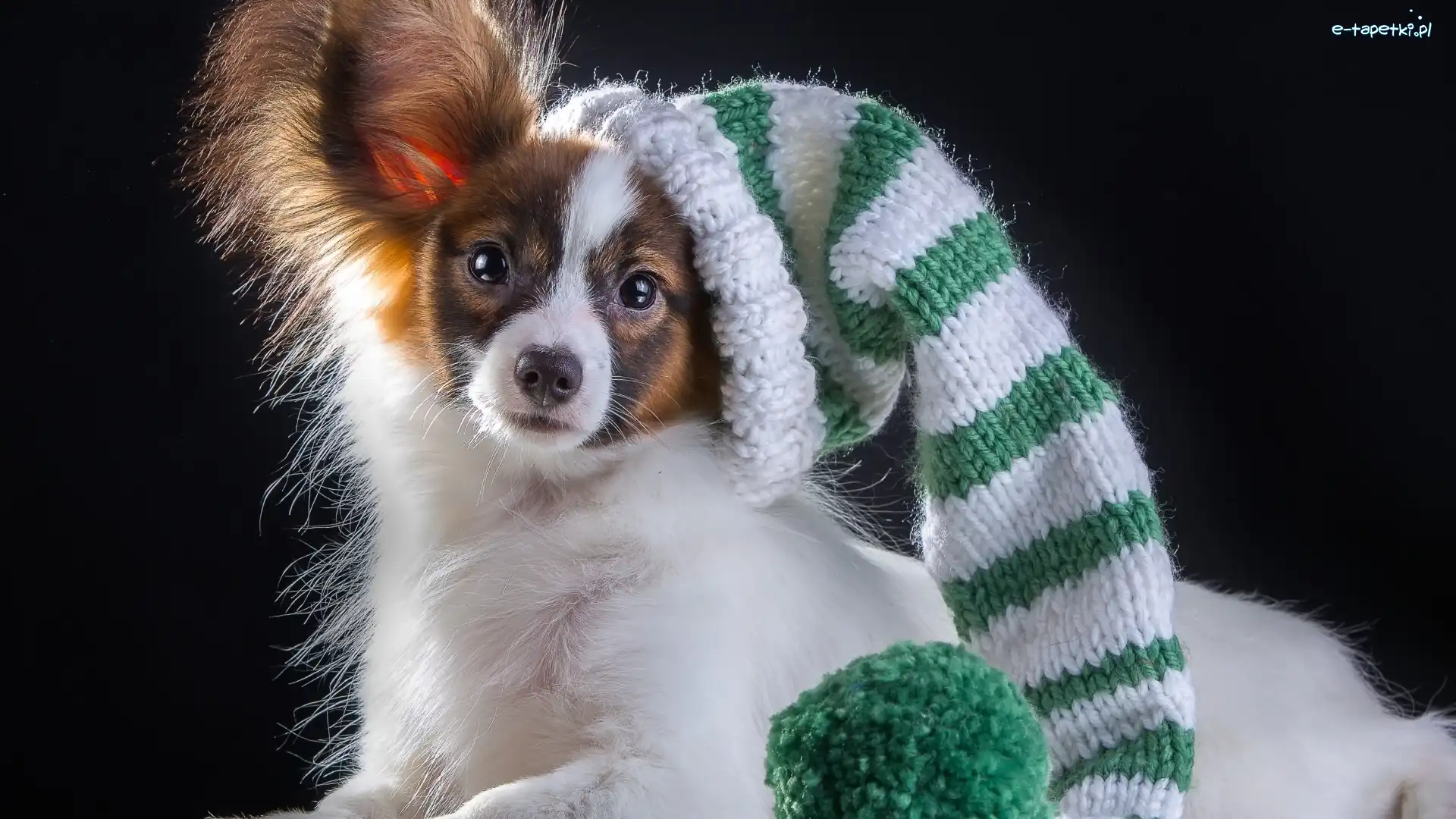 Czapka, Spaniel kontynentalny miniaturowy papillon