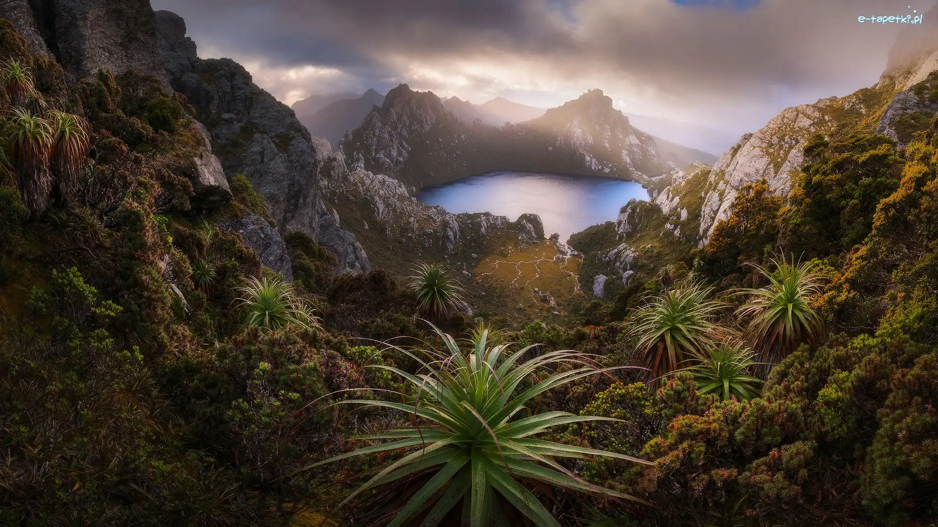 Rośliny, Park Narodowy Southwest, Góry, Tasmania, Australia, Jezioro Oberon, Skały