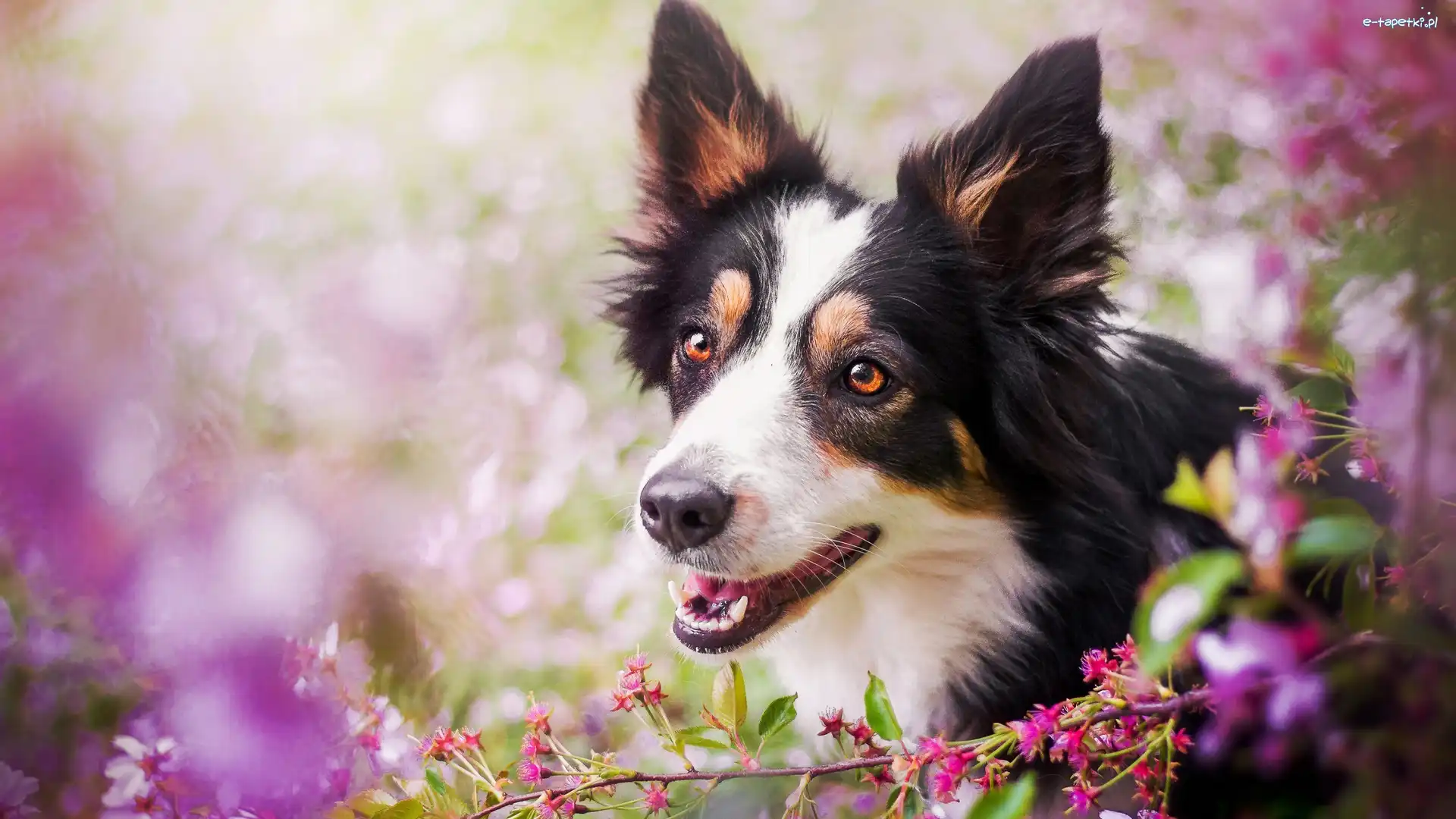 Kwiaty, Border collie, Łaciaty