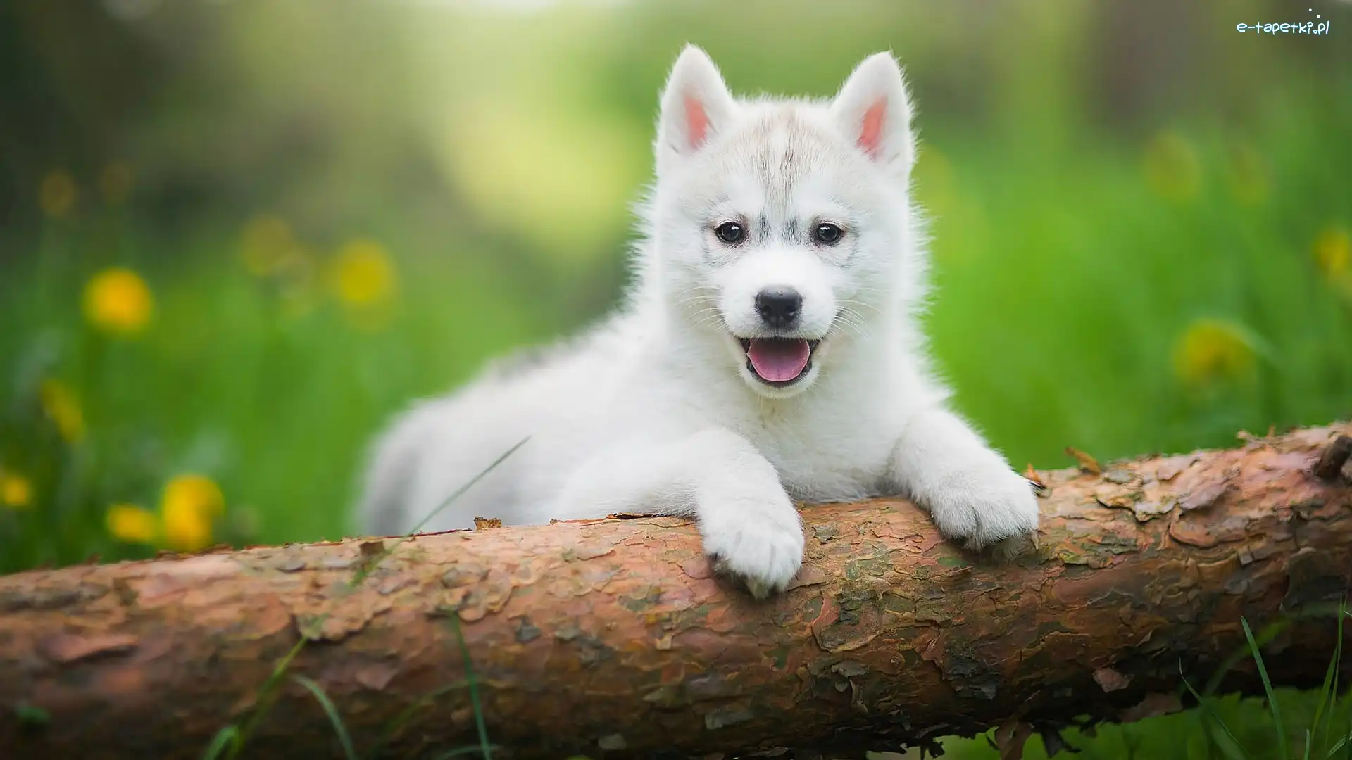 Słodki, Siberian husky, Szczeniak, Biały