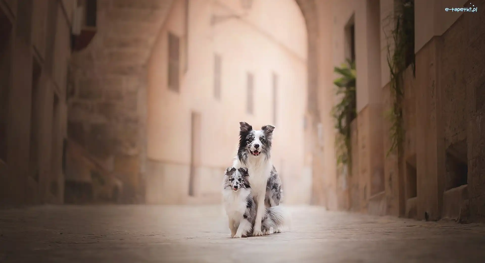 Uliczka, Szczeniak, Owczarek szetlandzki, Kamienice, Border collie, Psy