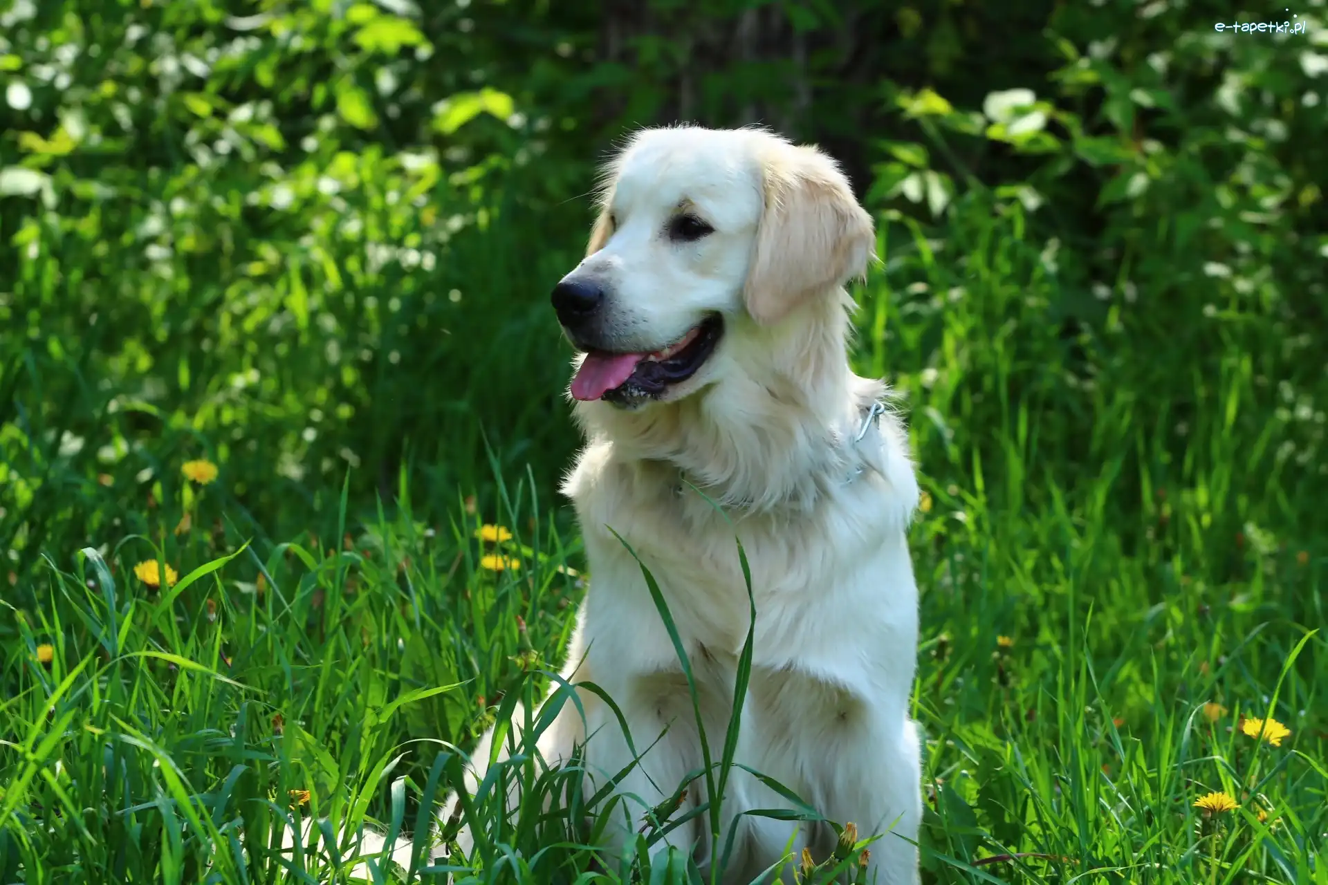 Trawa, Język, Golden retriever