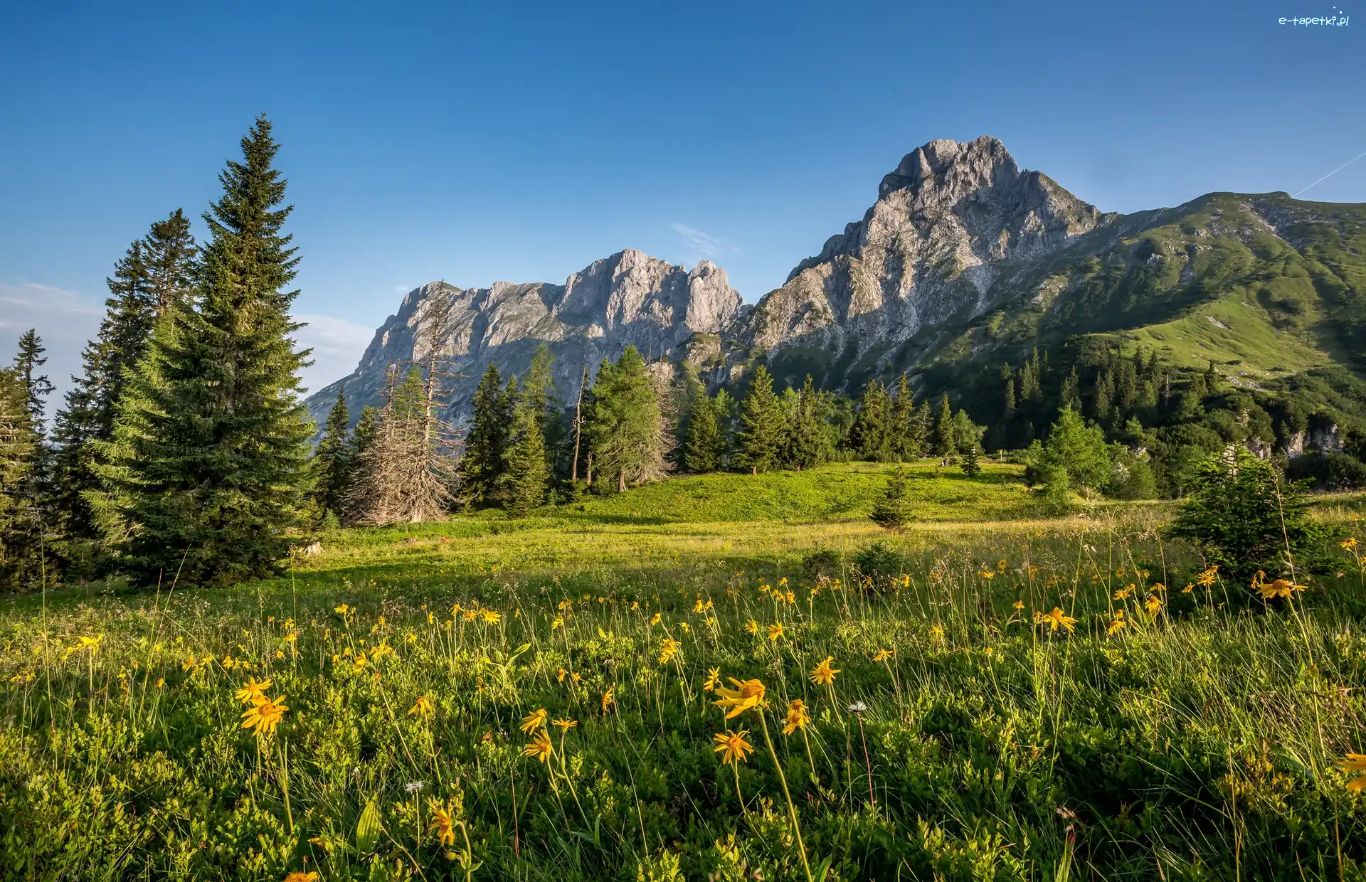 Góry Alpy, Drzewa, Łąka, Austria
