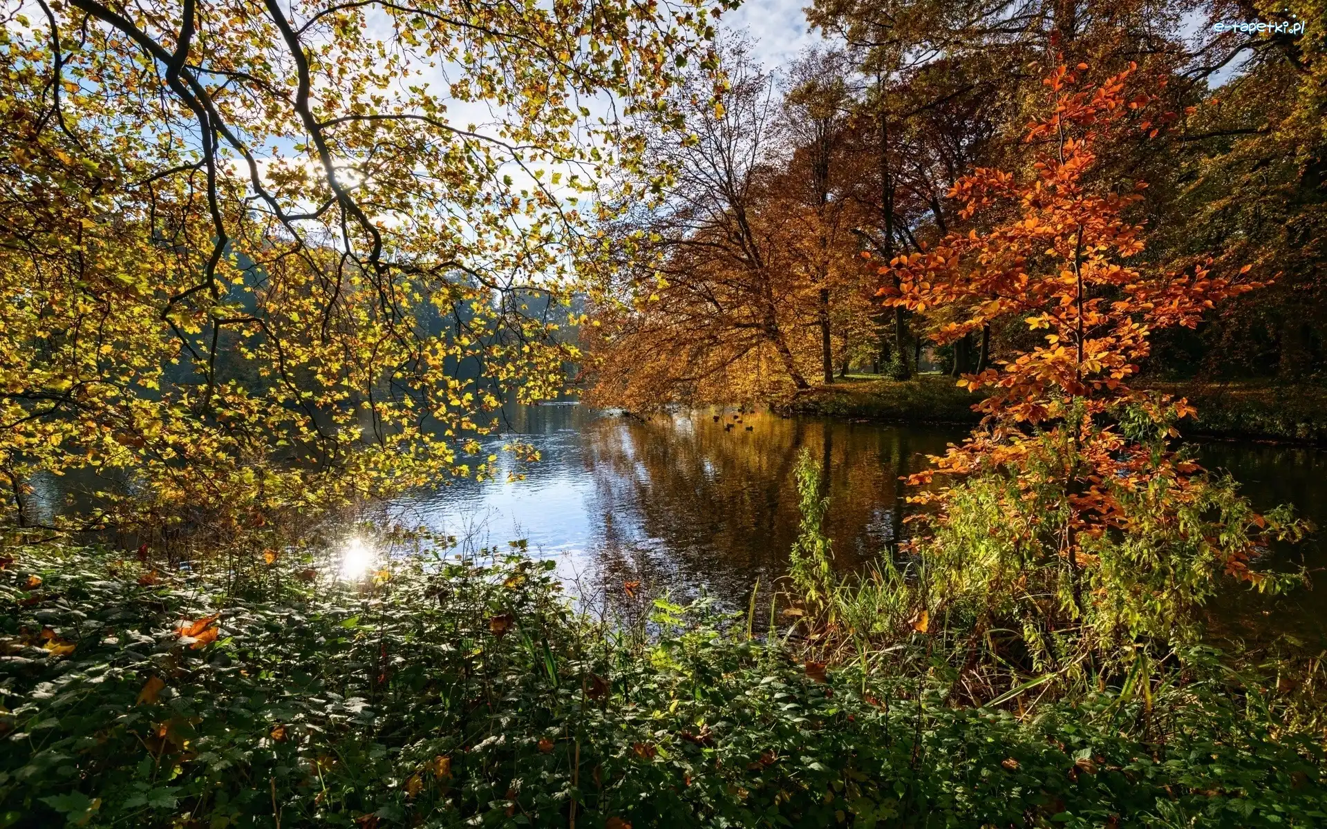Park, Drzewa, Staw, Jesień