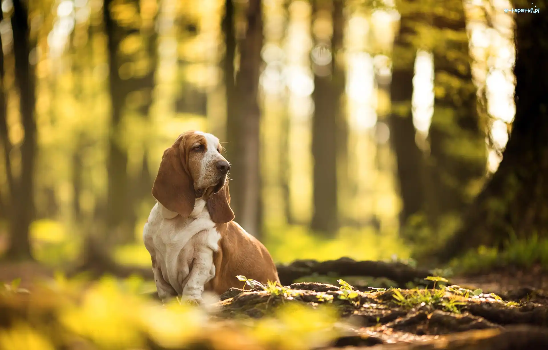 Pies, Las, Basset hound, Łączka, Drzewa