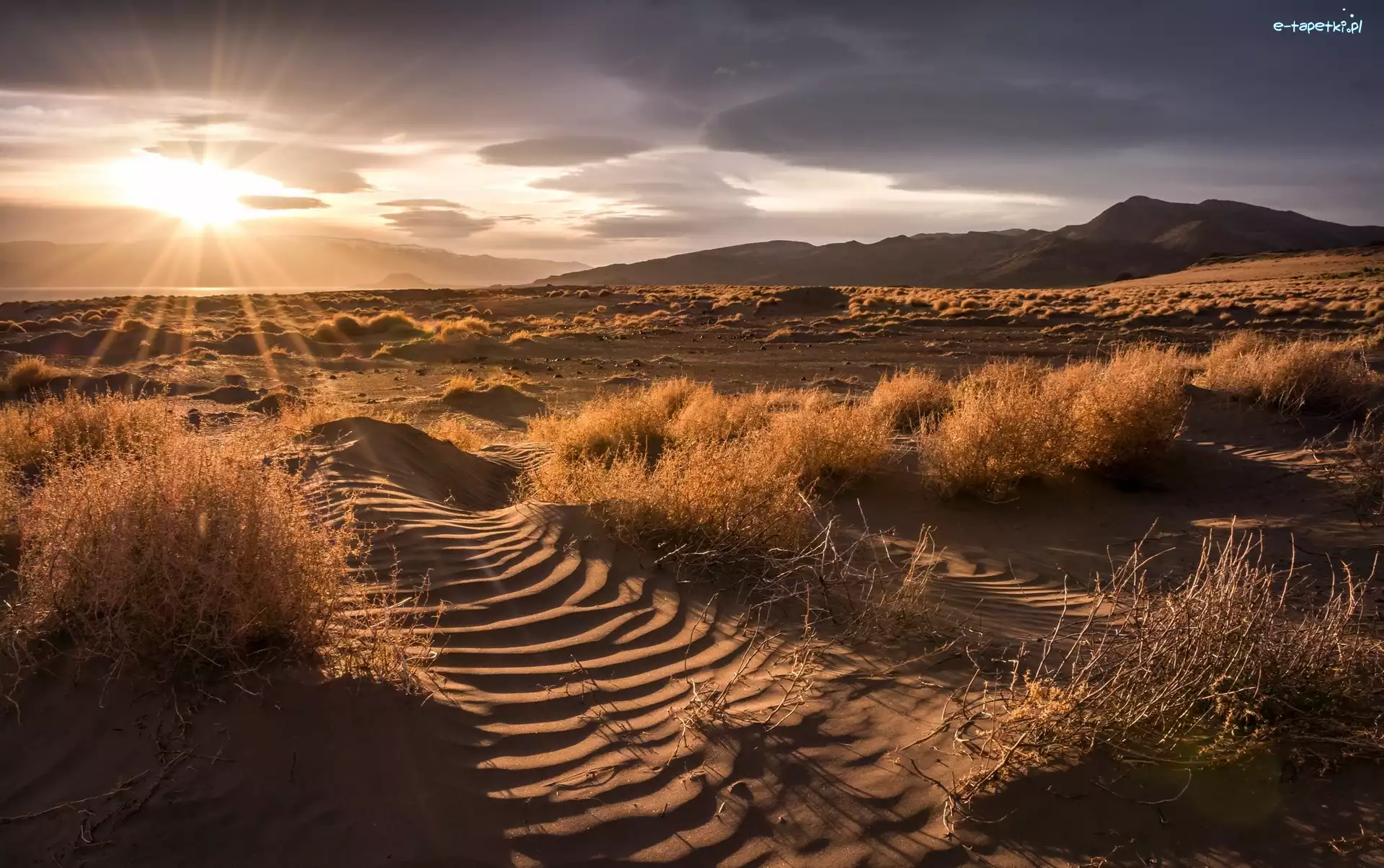 Trawa, Great Salt Lake Desert, Wielka Pustynia Słona, Stan Nevada, Stany Zjednoczone, Promienie słońca, Wschód