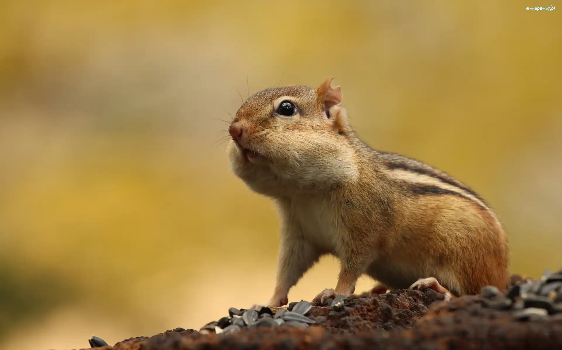Chipmunk, Tło, Żółte, Wiewiórka