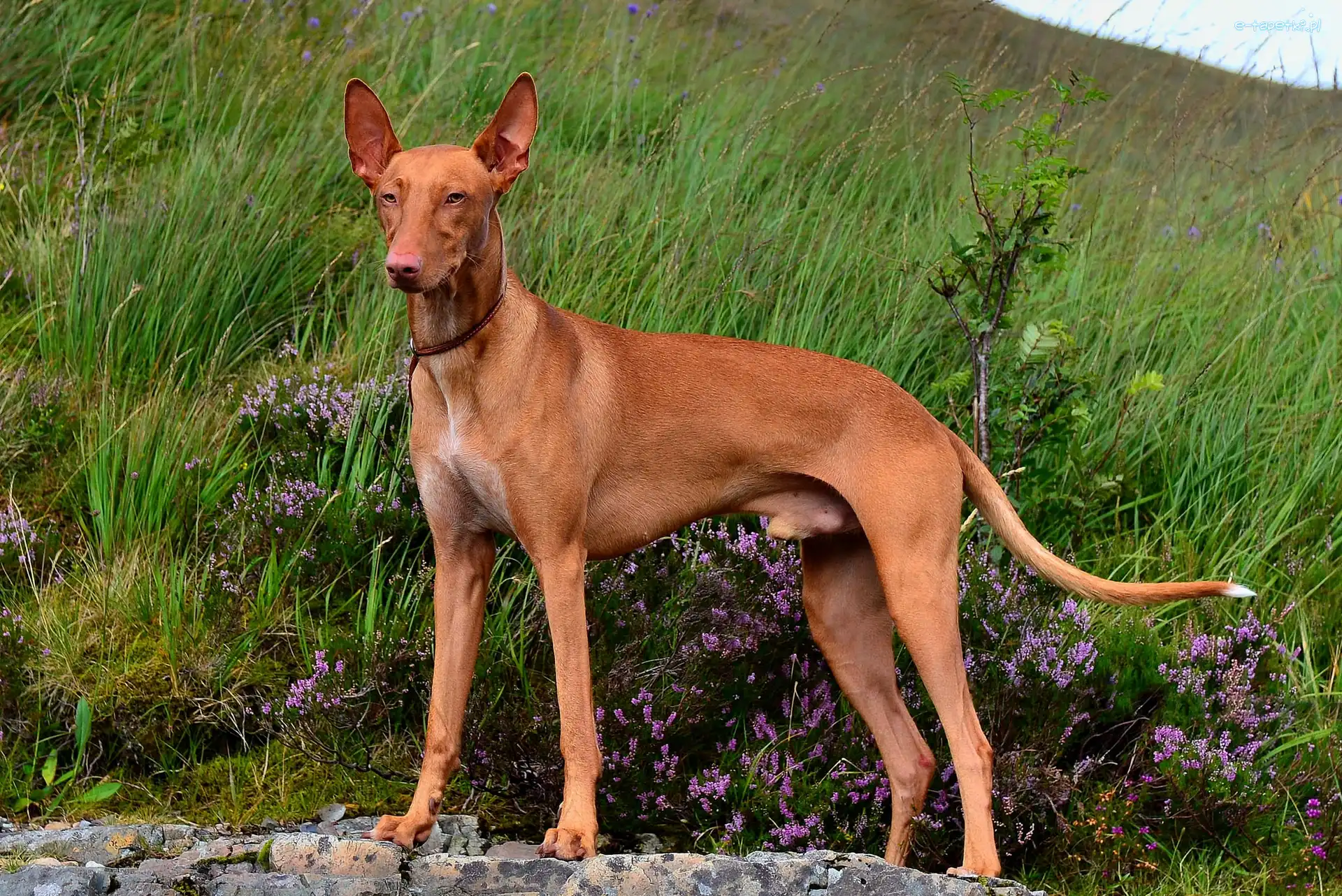 Pies, Łąka, Podenco andaluzyjski, Wrzosy, Trawa