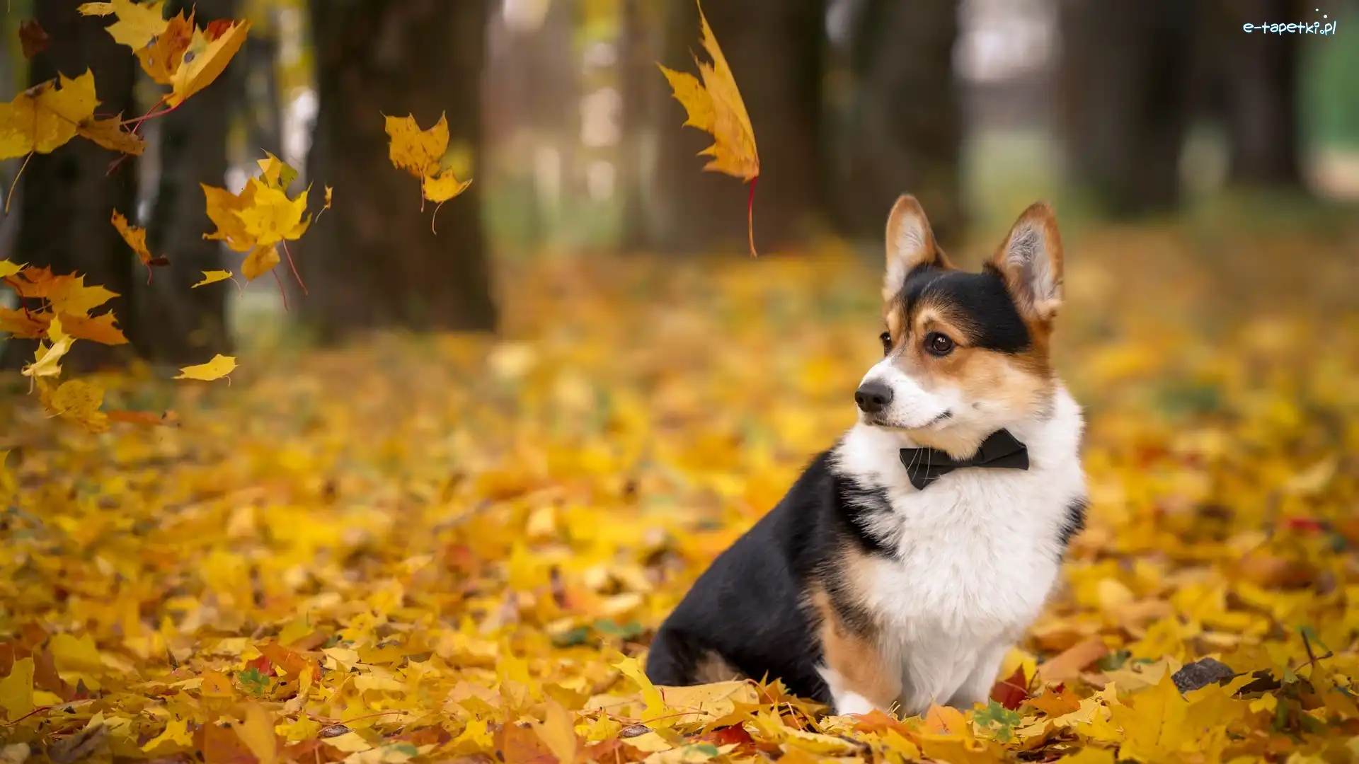 Liście, Welsh corgi cardigan, Pies